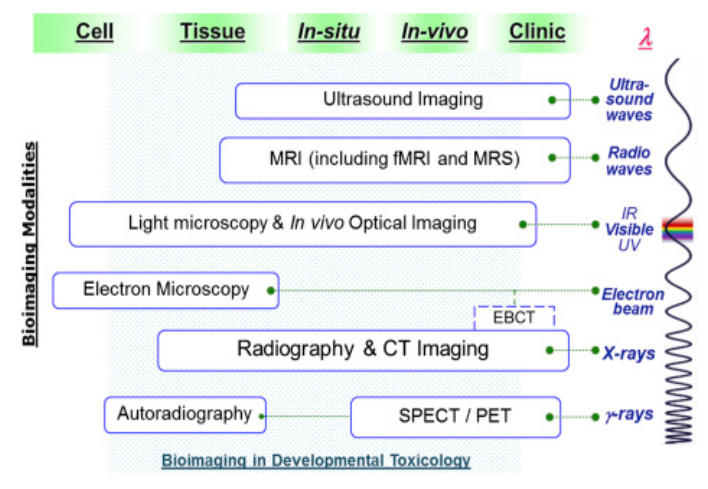 Biomedical Imaging