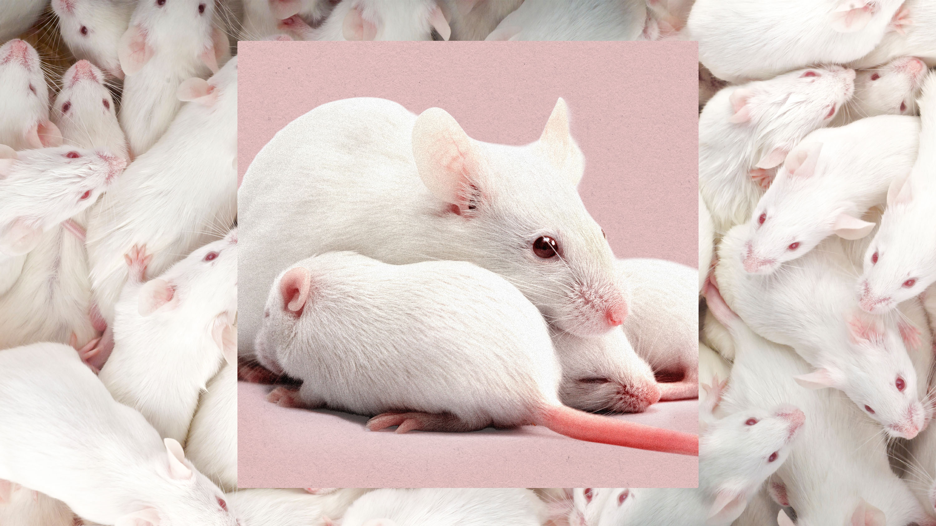 Científicos acaban de crear clones hembra de ratones macho