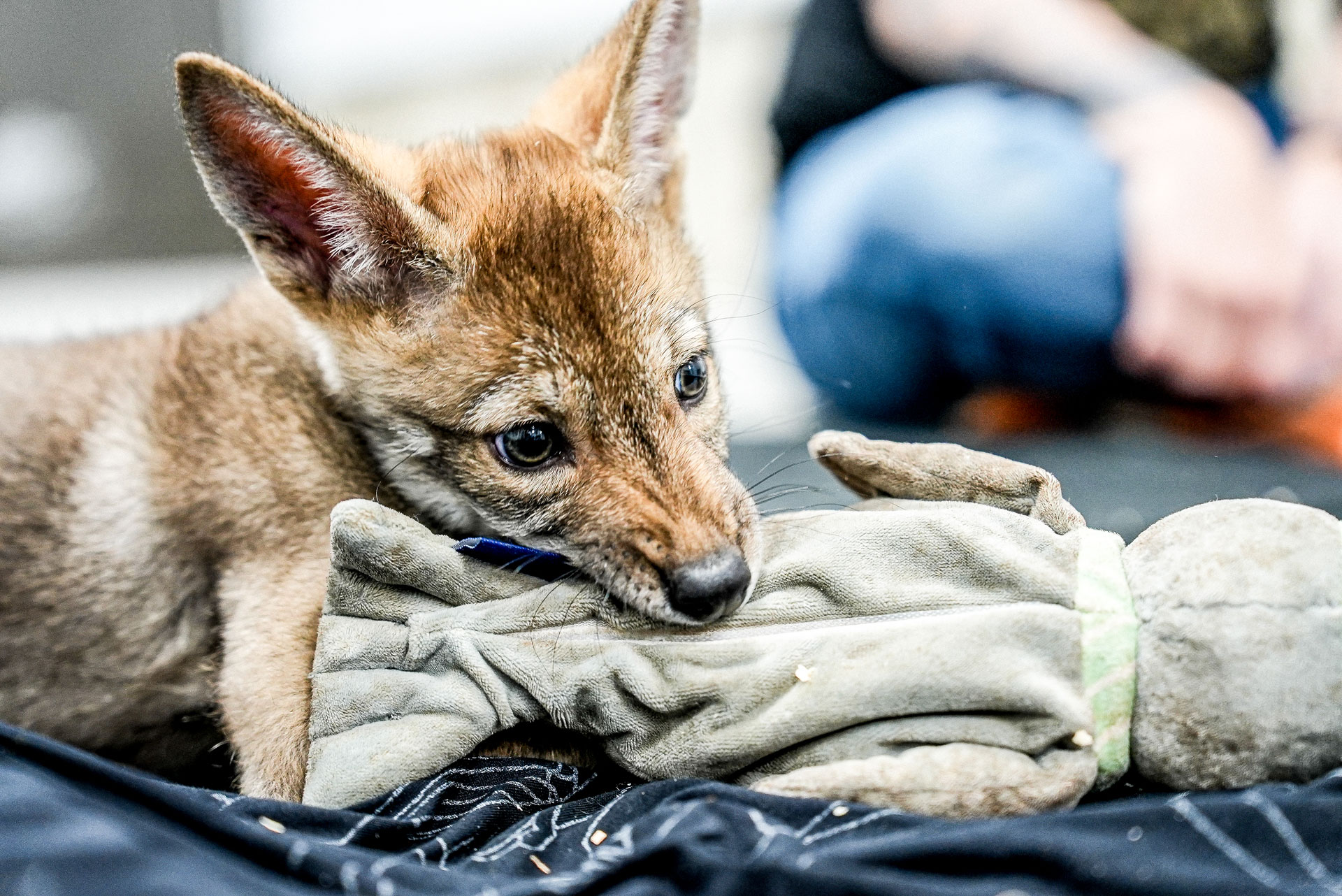 un cachorro de lobo mastica un juguete de felpa