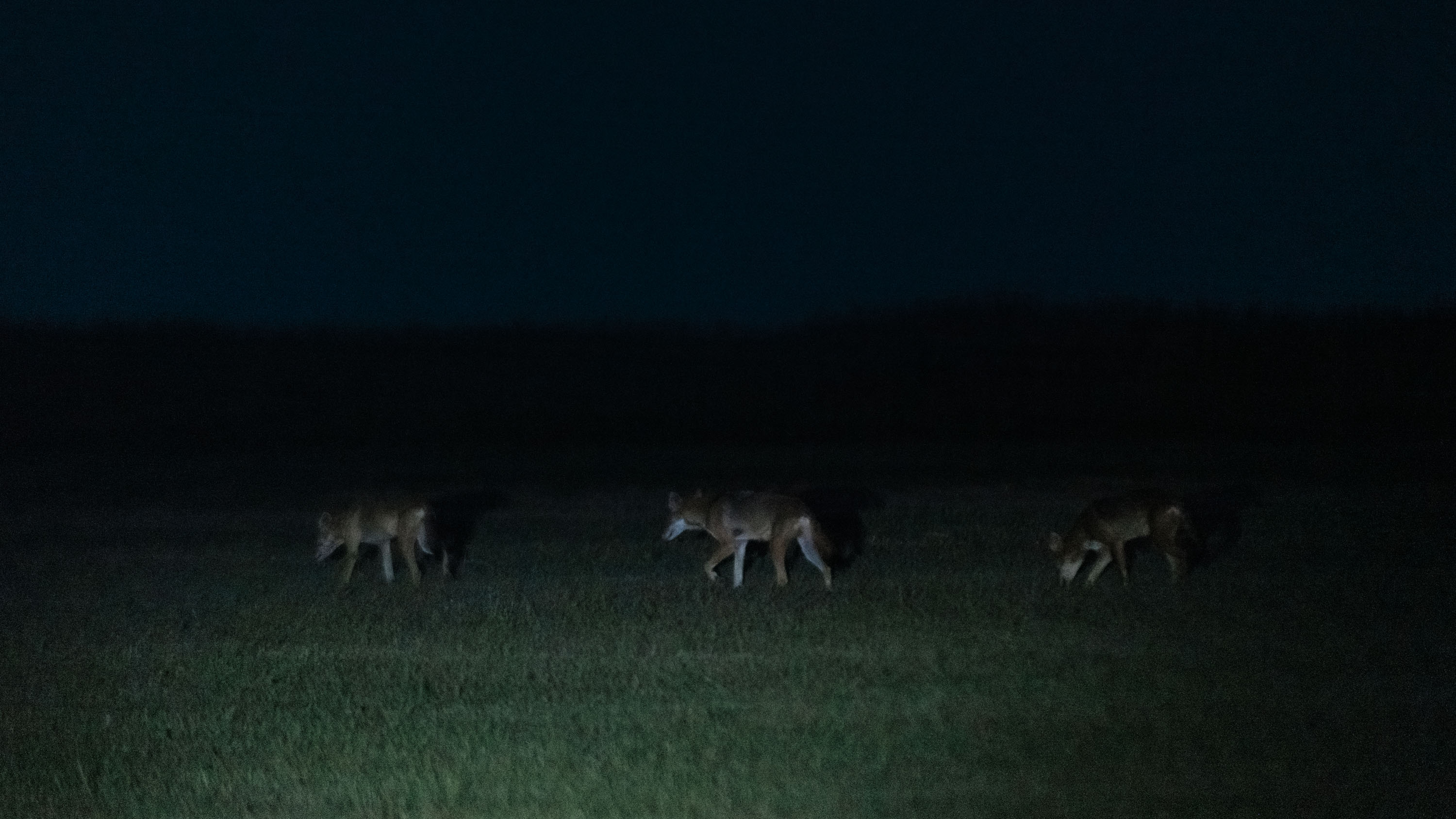 Cuánto hay de cierto en la afirmación Colossal Biosciences de haber clonado lobos rojos