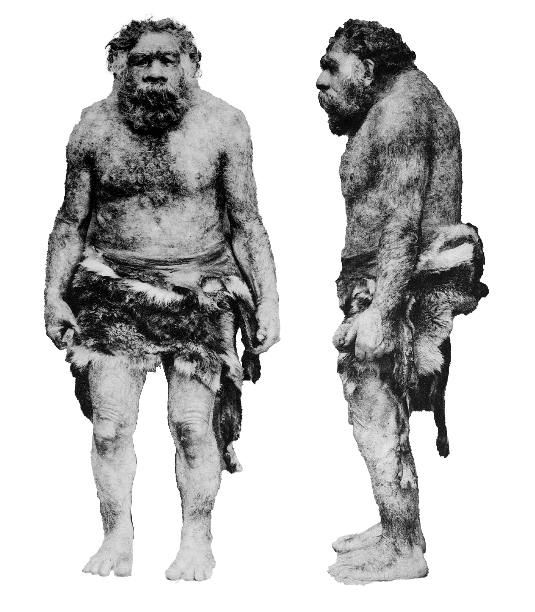Neanderthal front and profile view