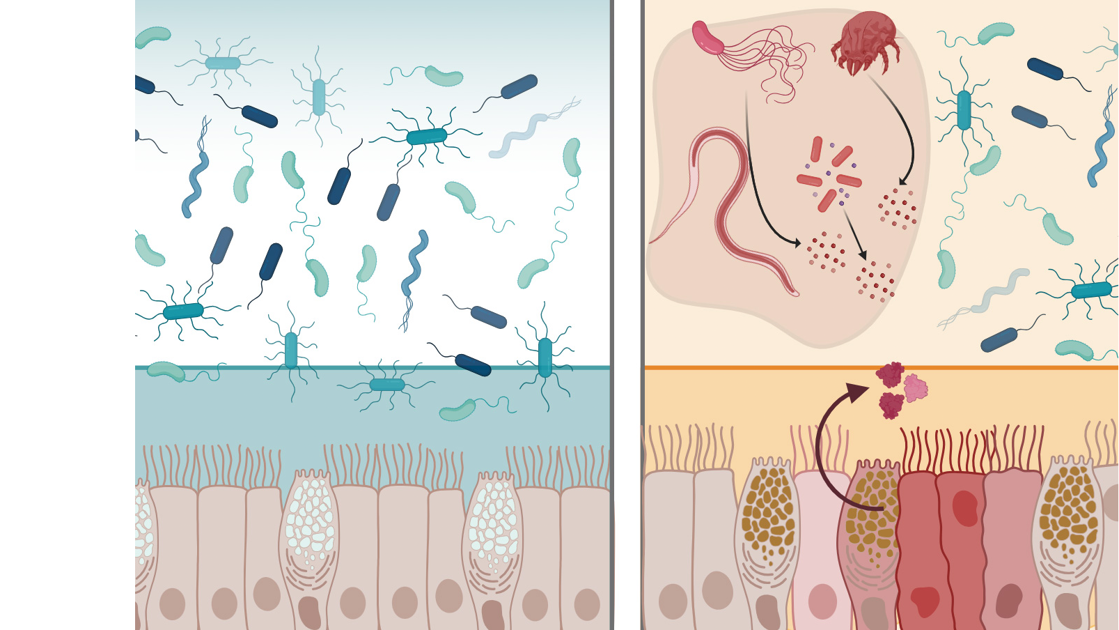 Una proteína natural podría proteger el tracto gastrointestinal de infecciones
