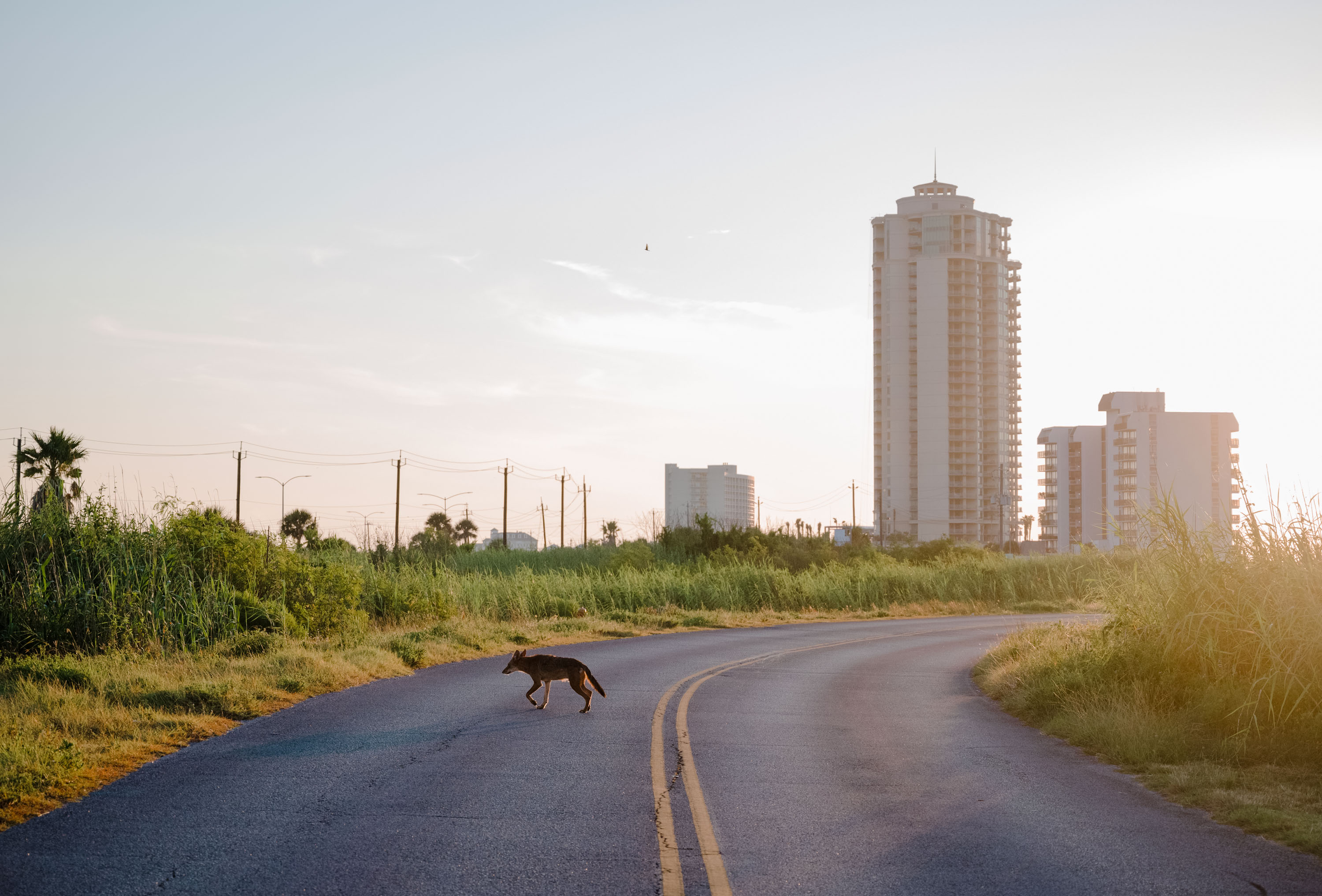 un lobo cruza una carretera a las afueras de la ciudad
