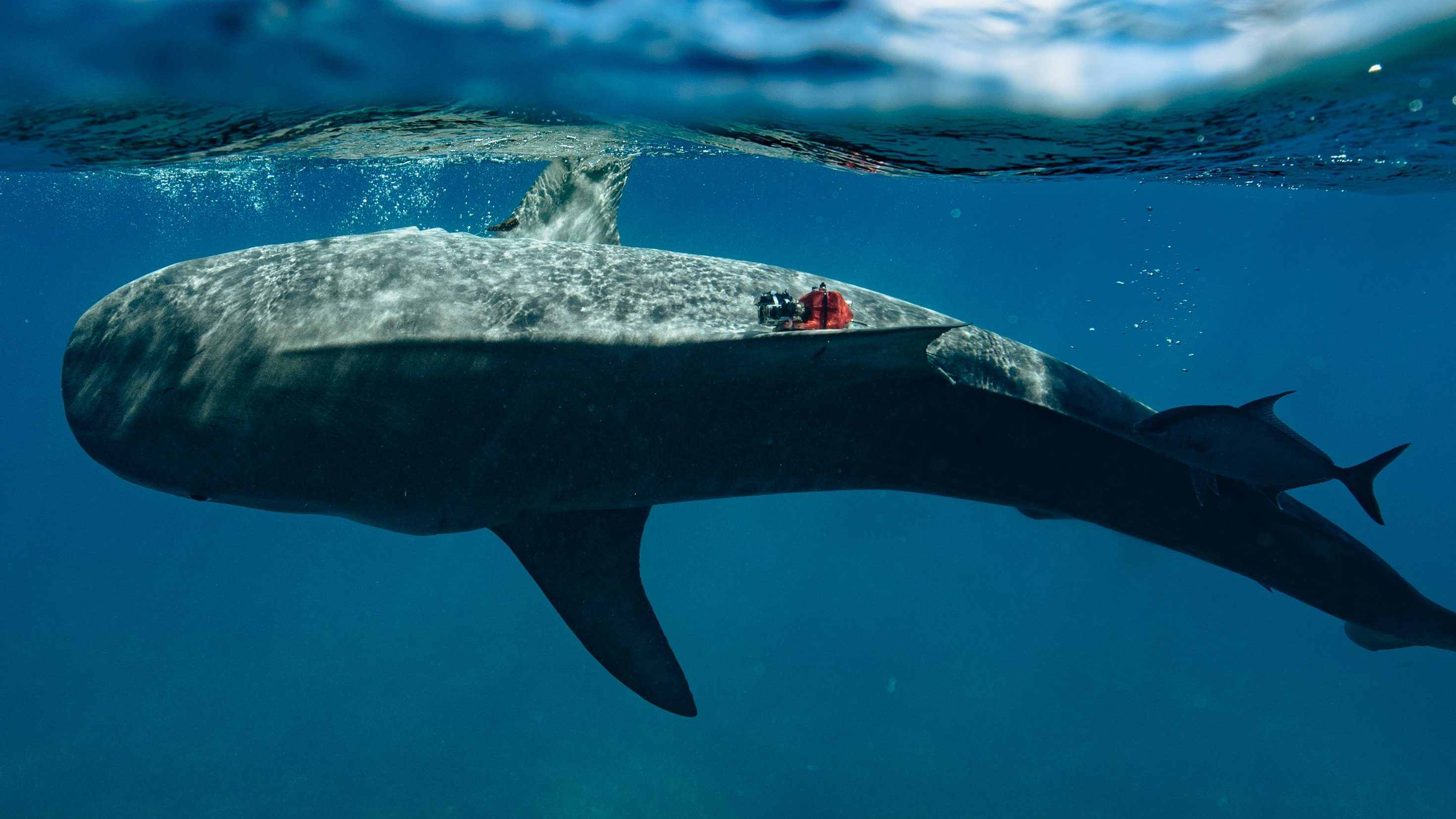 un tiburón tigre visto bajo el agua con una cámara en su flanco