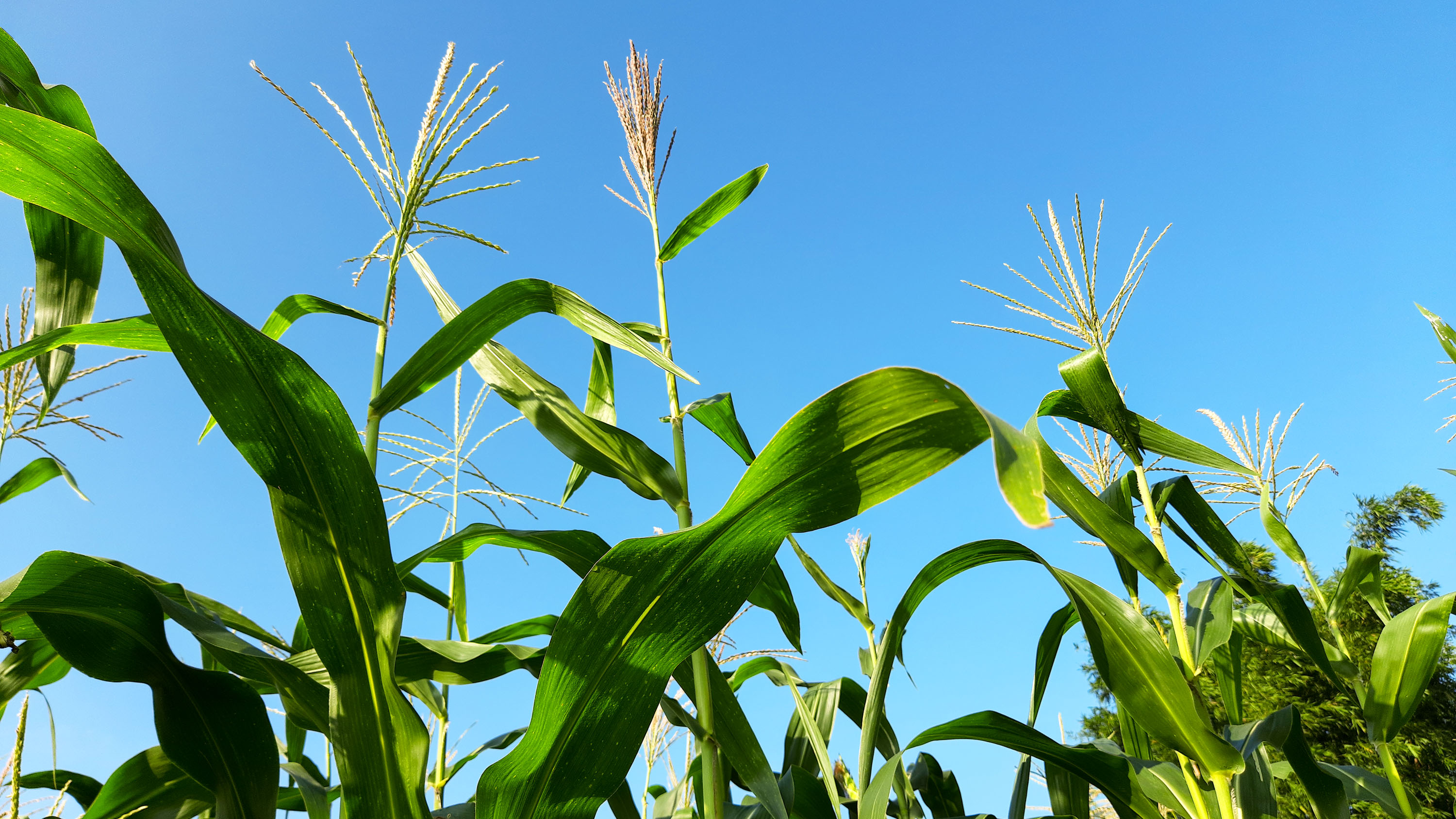 La agricultura depende de los combustibles fósiles. Nos está costando.