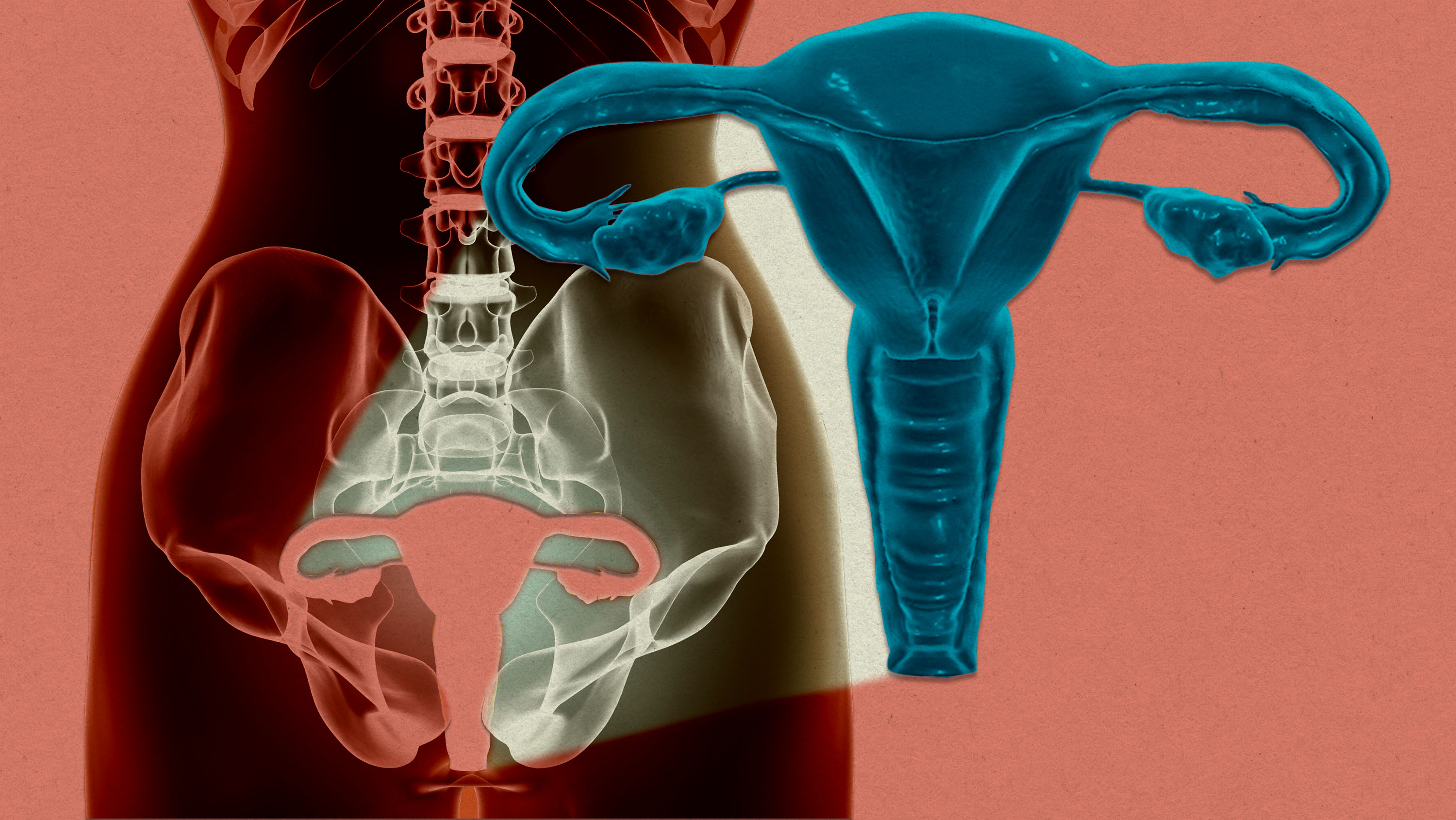 Un útero femenino se ha mantenido vivo fuera del cuerpo por primera vez
