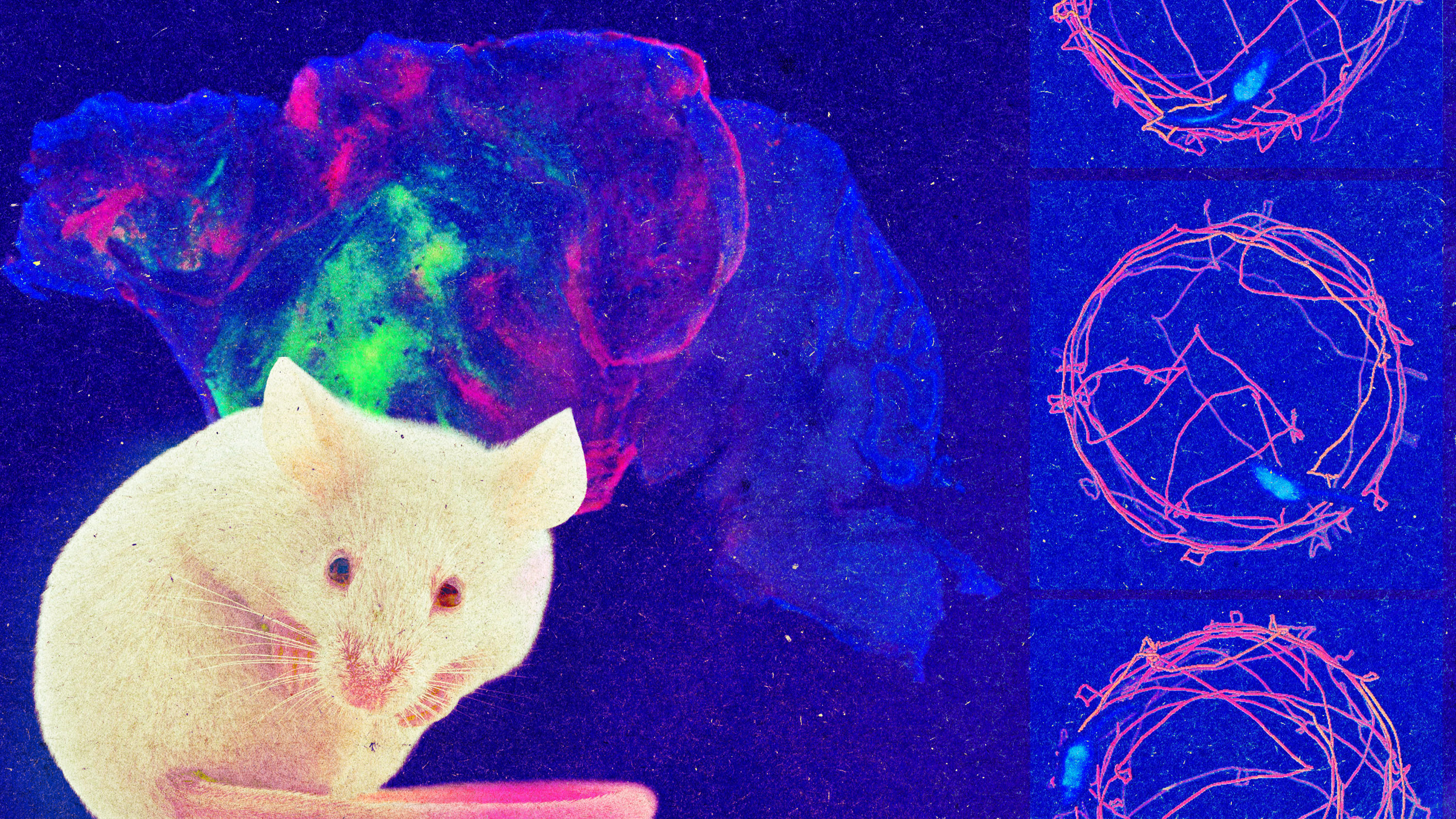 Conoce a un ratón cuyo córtex cerebral está formado por células humanas