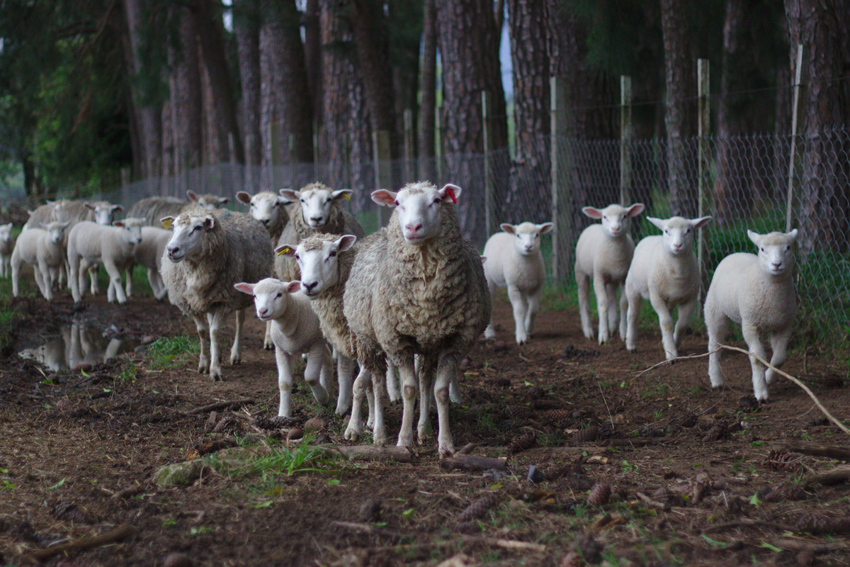 Limitar la edición genética de animales puede frenar la innovación de EEUU