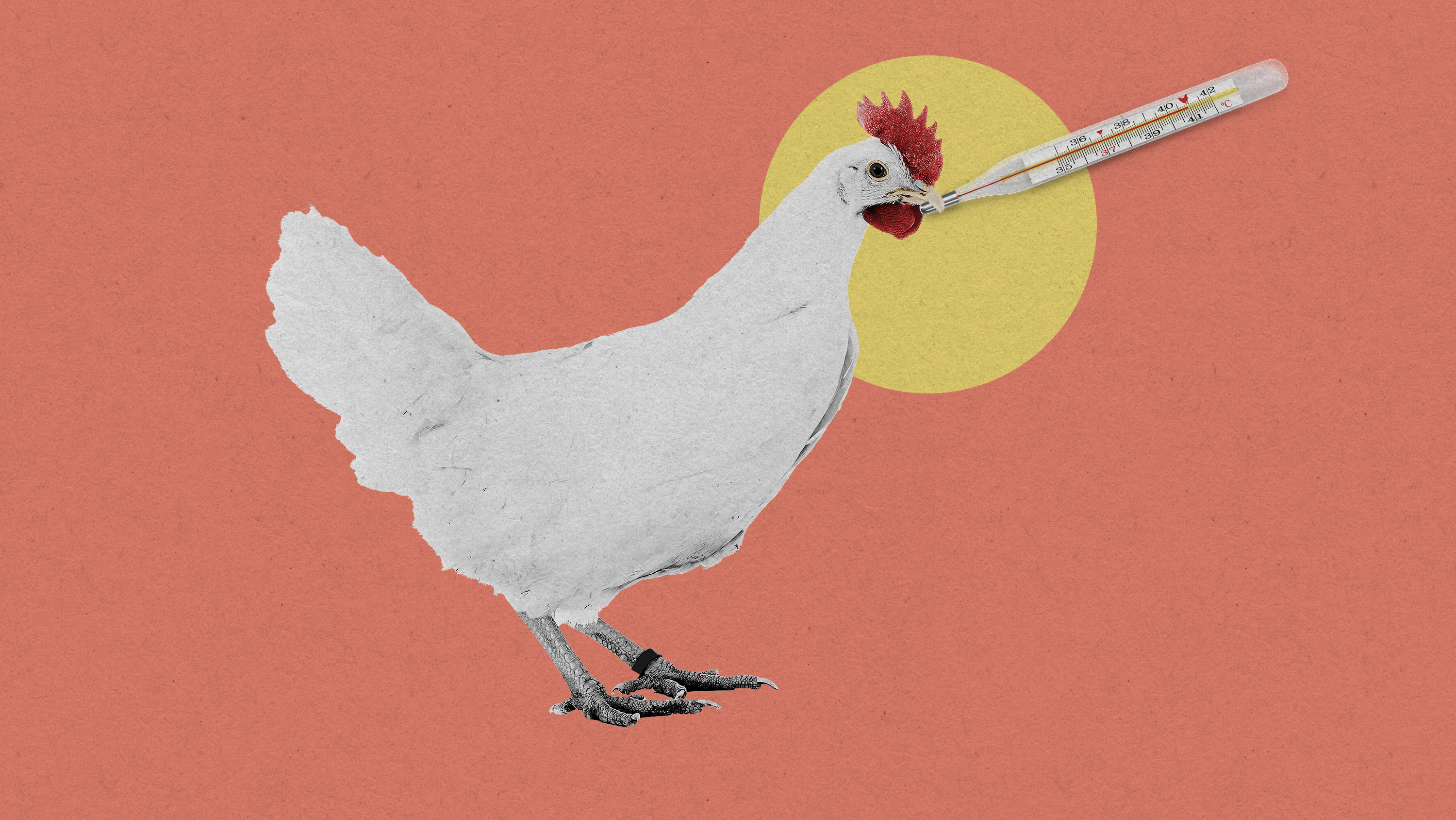 Hacia la creación con CRISPR de pollos resistentes a la gripe aviar