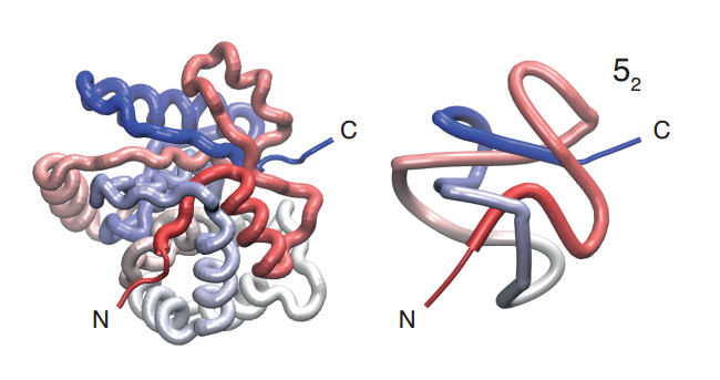 Desenredando el misterio de las proteínas anudadas