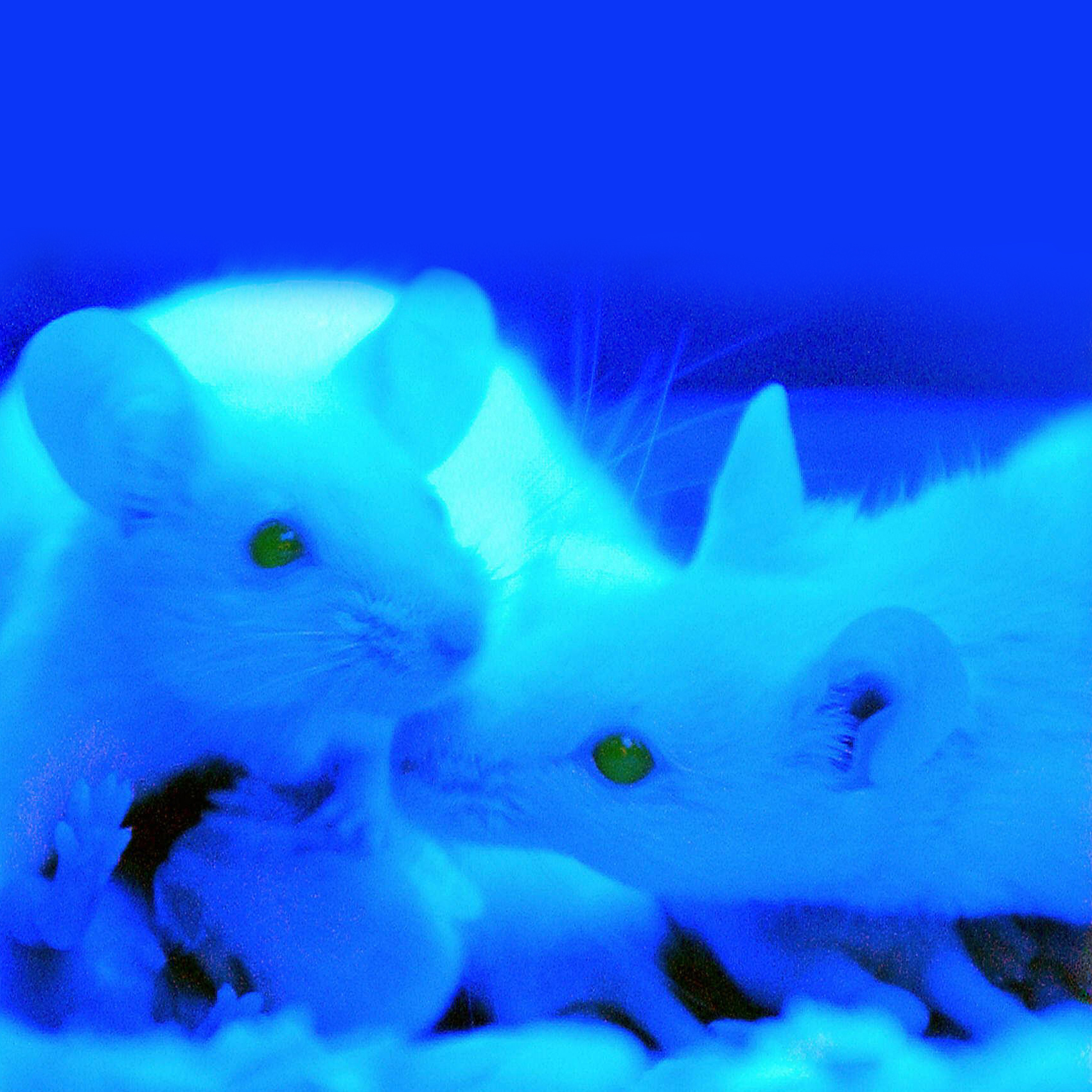 Los primeros mamíferos con genes que desestabilizan la evolución ya están aquí