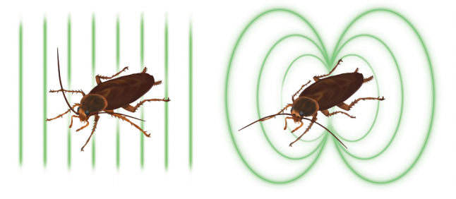 La cucaracha que se convirtió en imán para crear mejores sensores