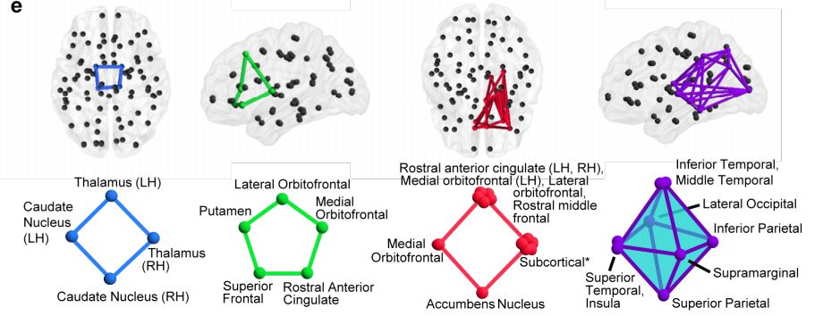 Una misteriosa rama matemática halla dos nuevas estructuras cerebrales