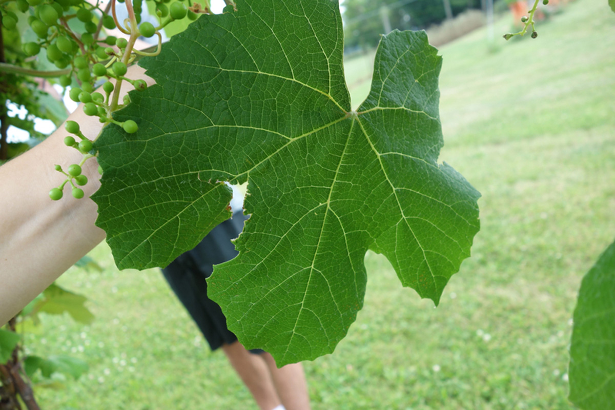 Si no tiene buena mano con las plantas envíe una foto a esta 'app' inteligente