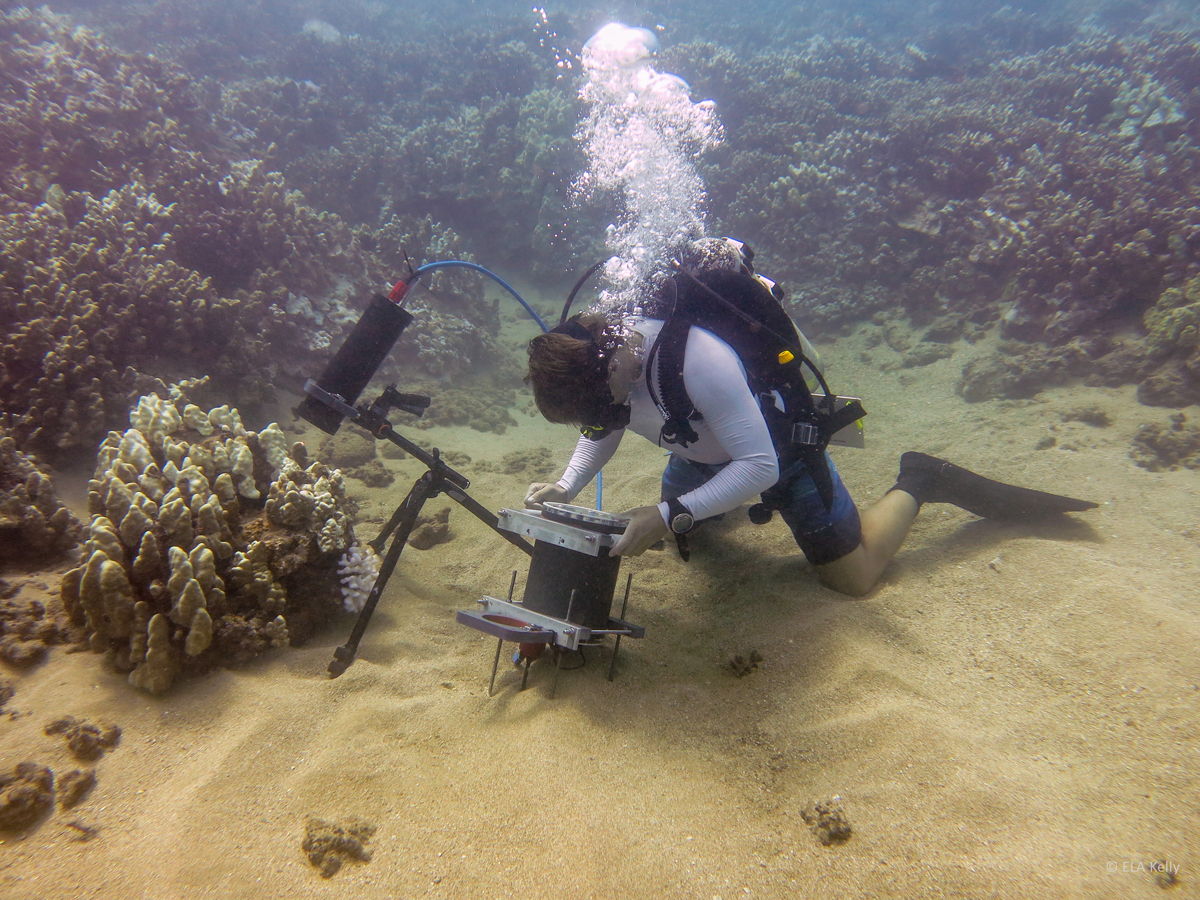 Un microscopio acuático capta la lucha entre el coral y las algas que les destruyen