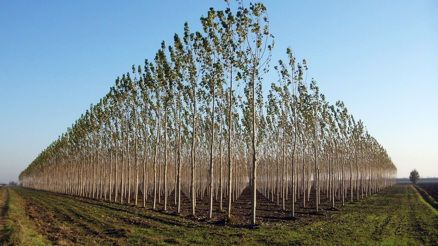 La paradoja de la reforestación: podría agravar el cambio climático
