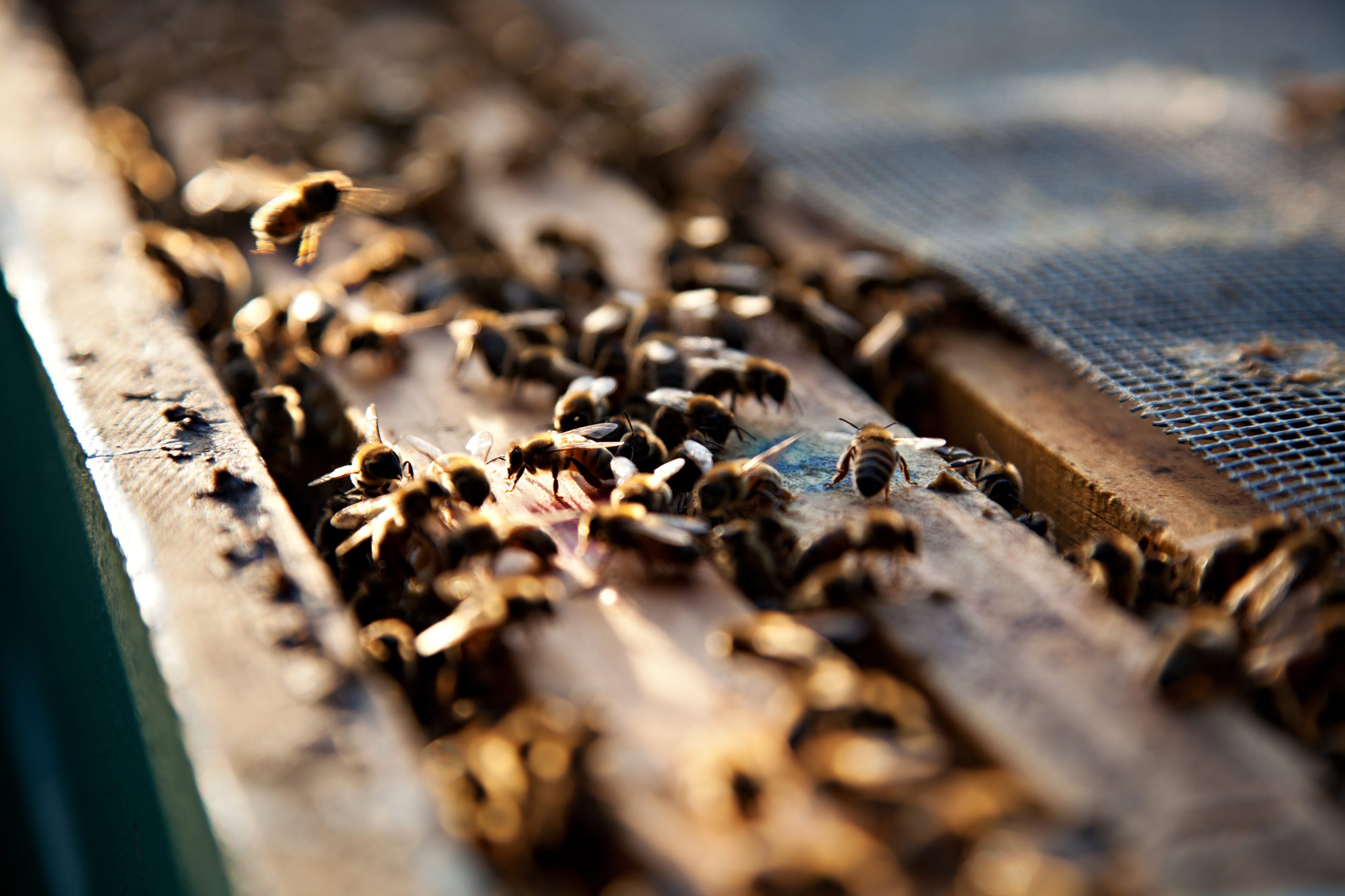 El plan de Monsanto para ayudar a la abeja