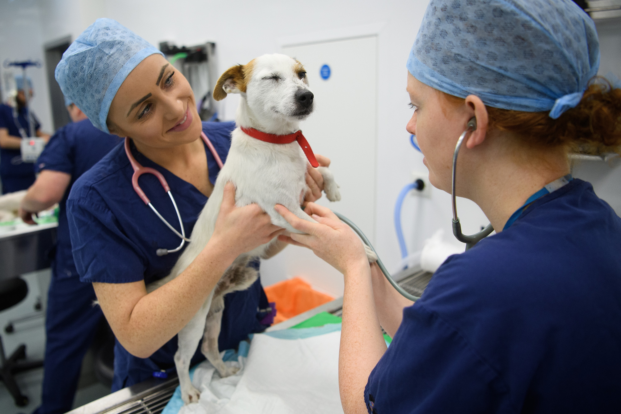 Los perros con cáncer podrían desvelar el misterio del éxito de la inmunoterapia