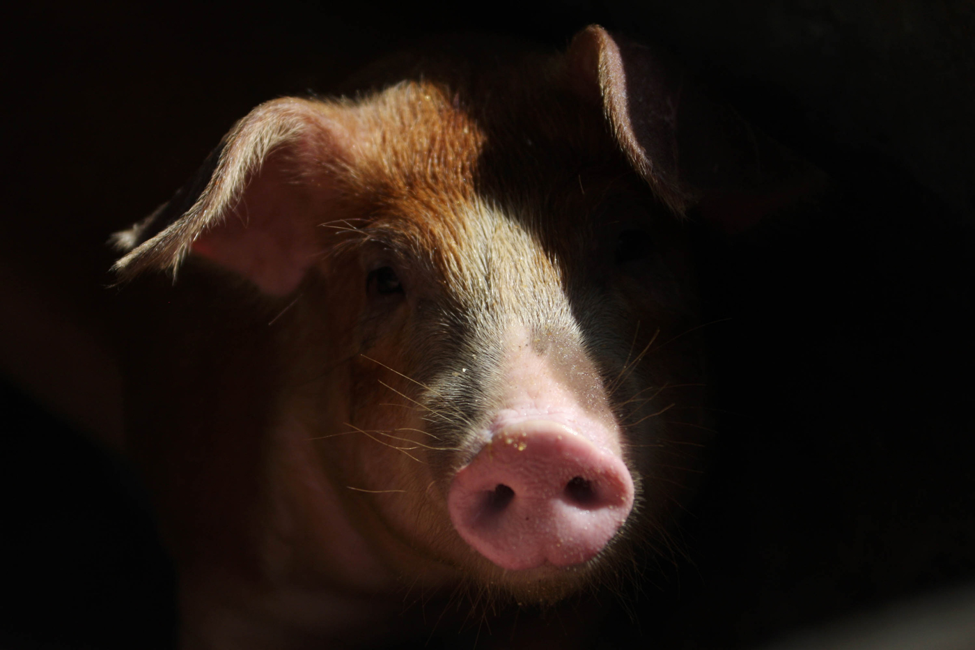 Impuestos para financiar la creación de quimeras humano-animal