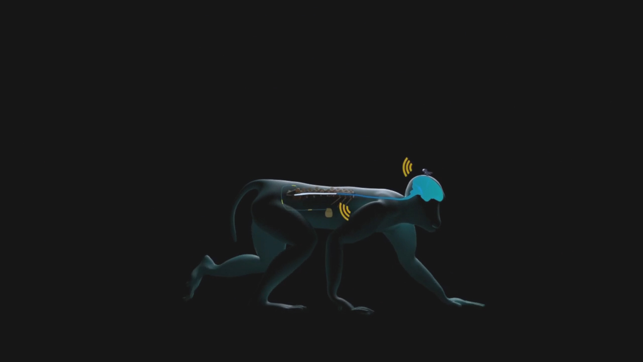 Dos monos con parálisis logran caminar de nuevo con señales de su propio cerebro