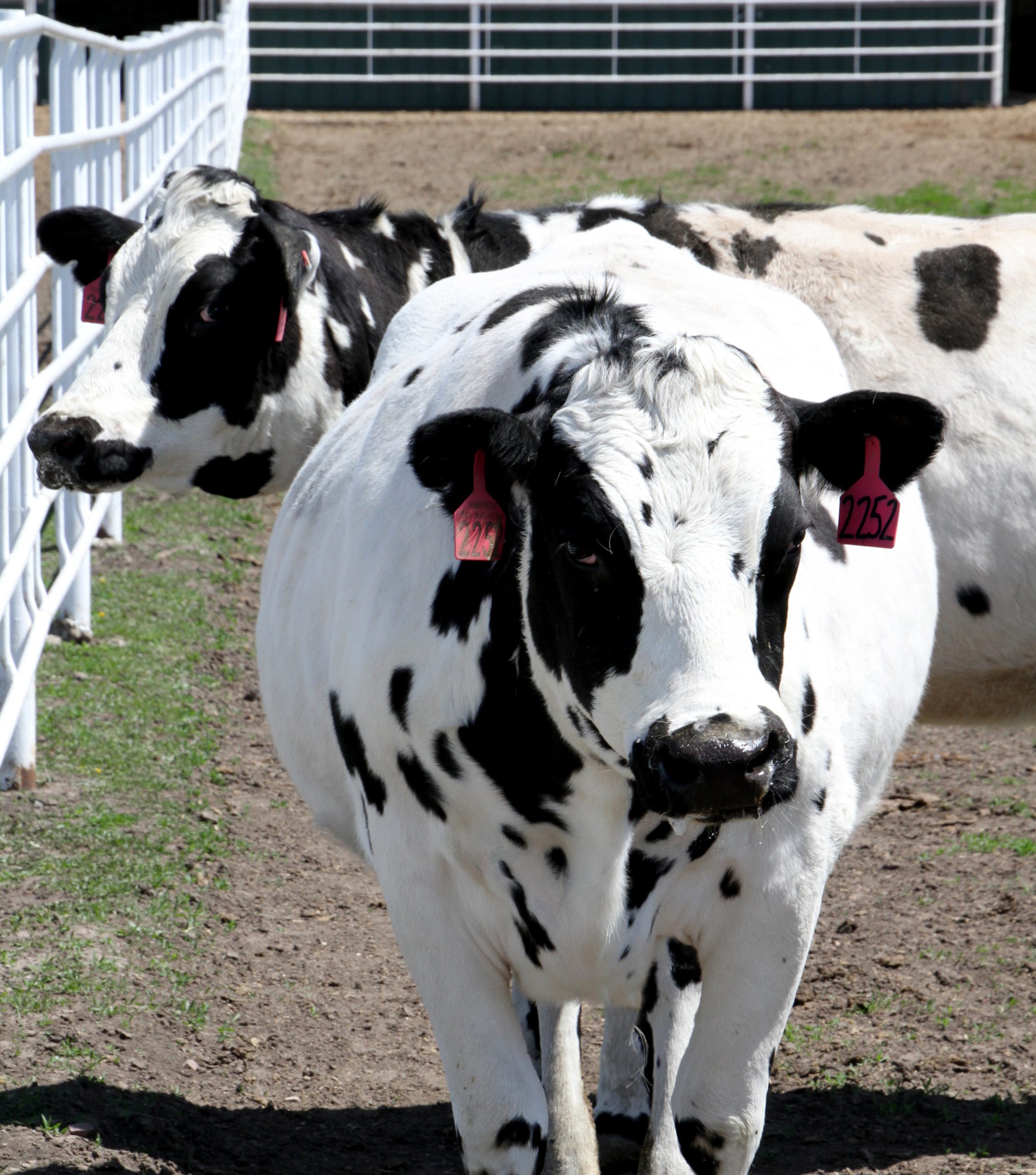 Olvídese de la leche, estas vacas transgénicas producen anticuerpos humanos
