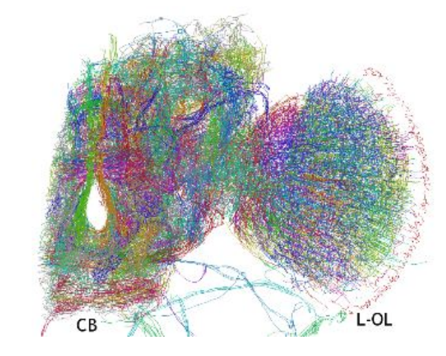 El primer mapa en 3D de los cables del cerebro revela estructuras nunca vistas