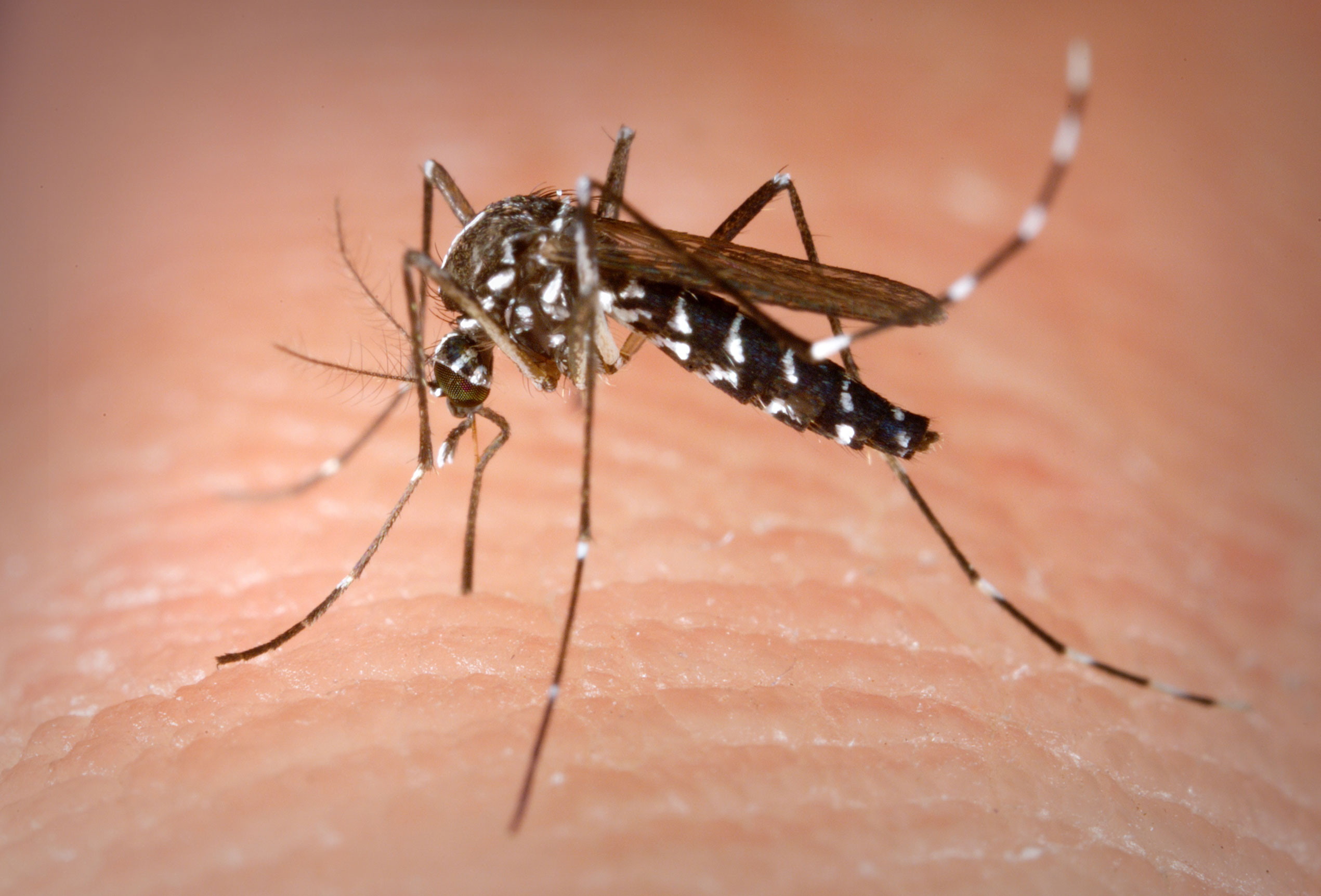 Liberados los primeros mosquitos anti-Zika no modificados genéticamente