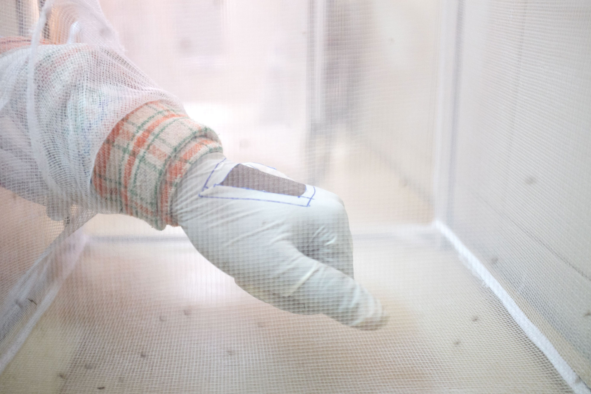 Los mosquitos condenados a morir para erradicar la malaria ya están aquí