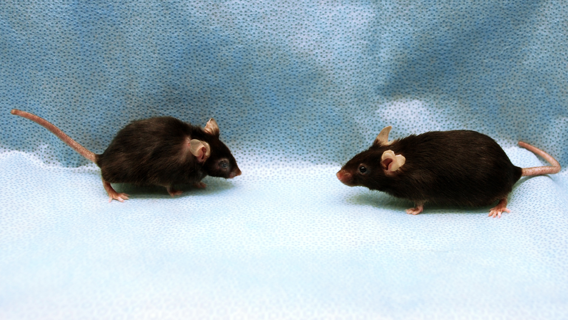 Eliminar las células viejas del cuerpo aumenta un 25% la vida en ratones