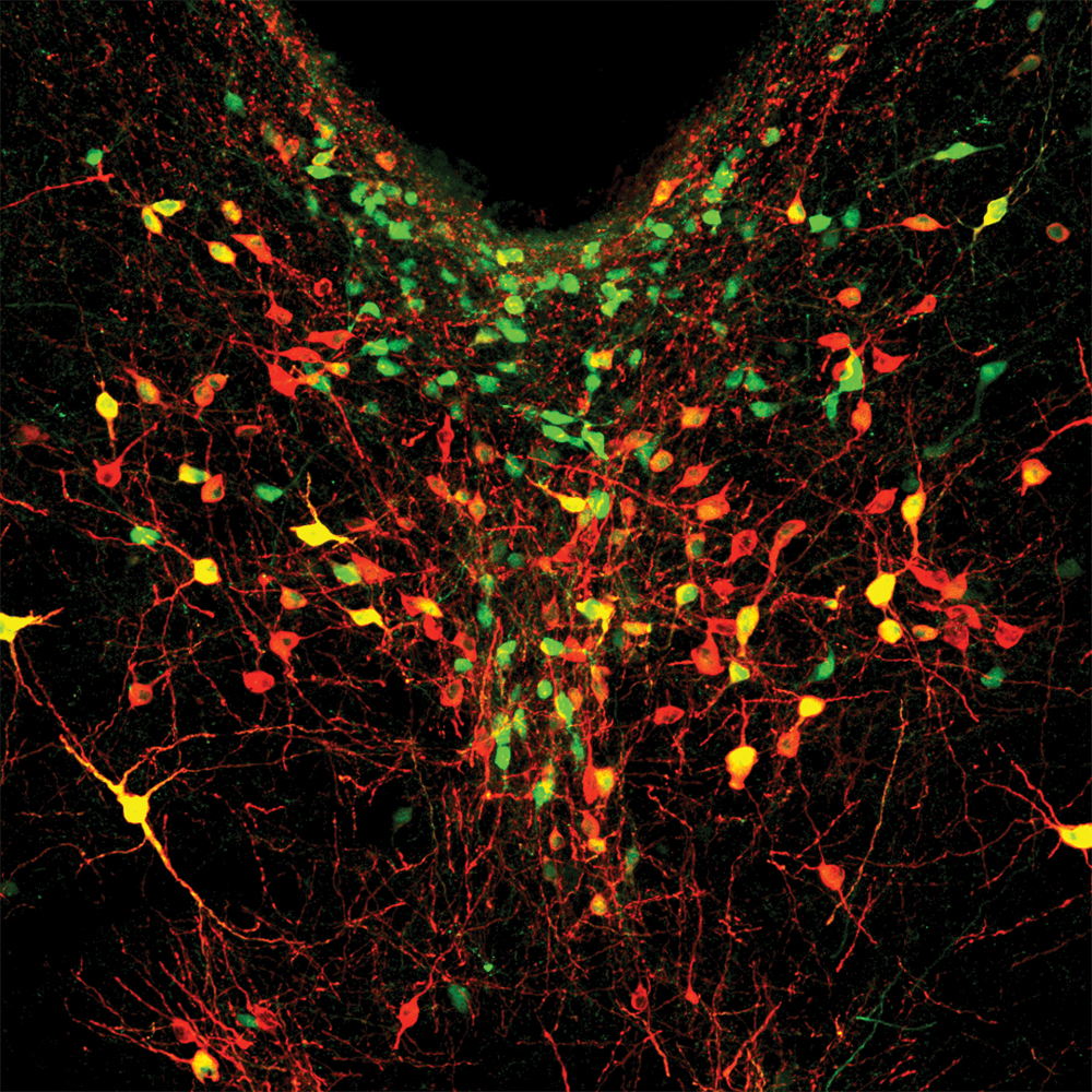 La soledad también empieza en las neuronas