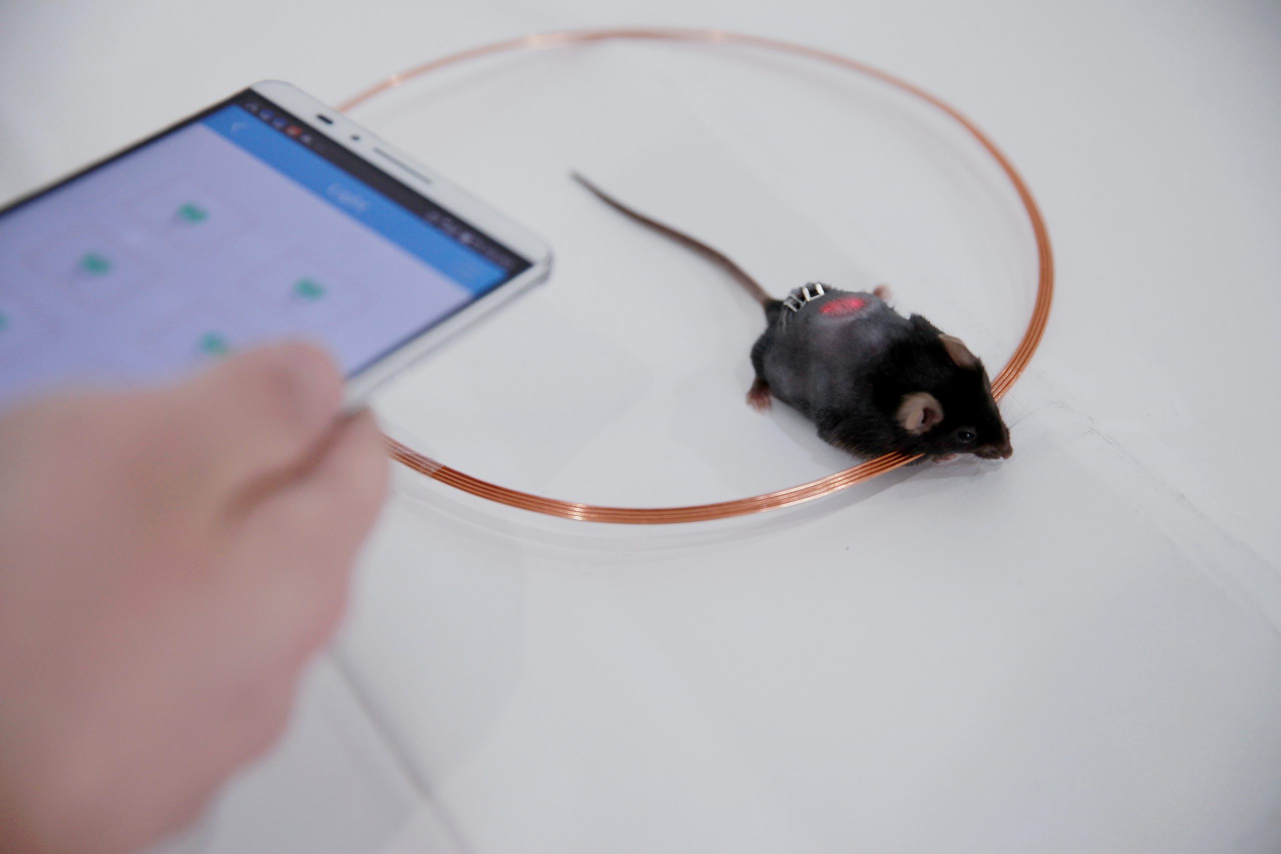 Una 'app' controla células modificadas para producir insulina automáticamente