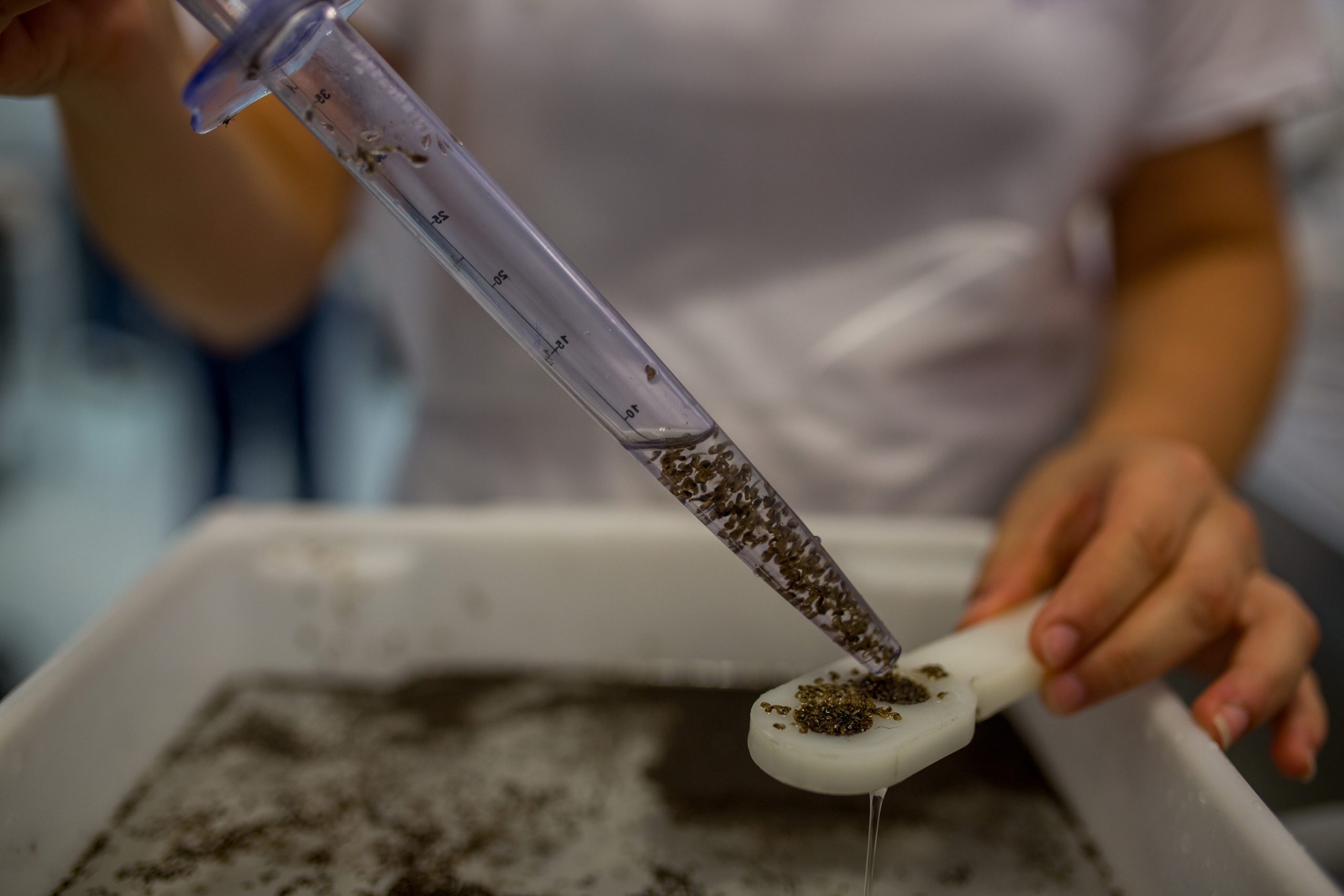 El primer campo de pruebas de mosquitos modificados genéticamente contra el Zika