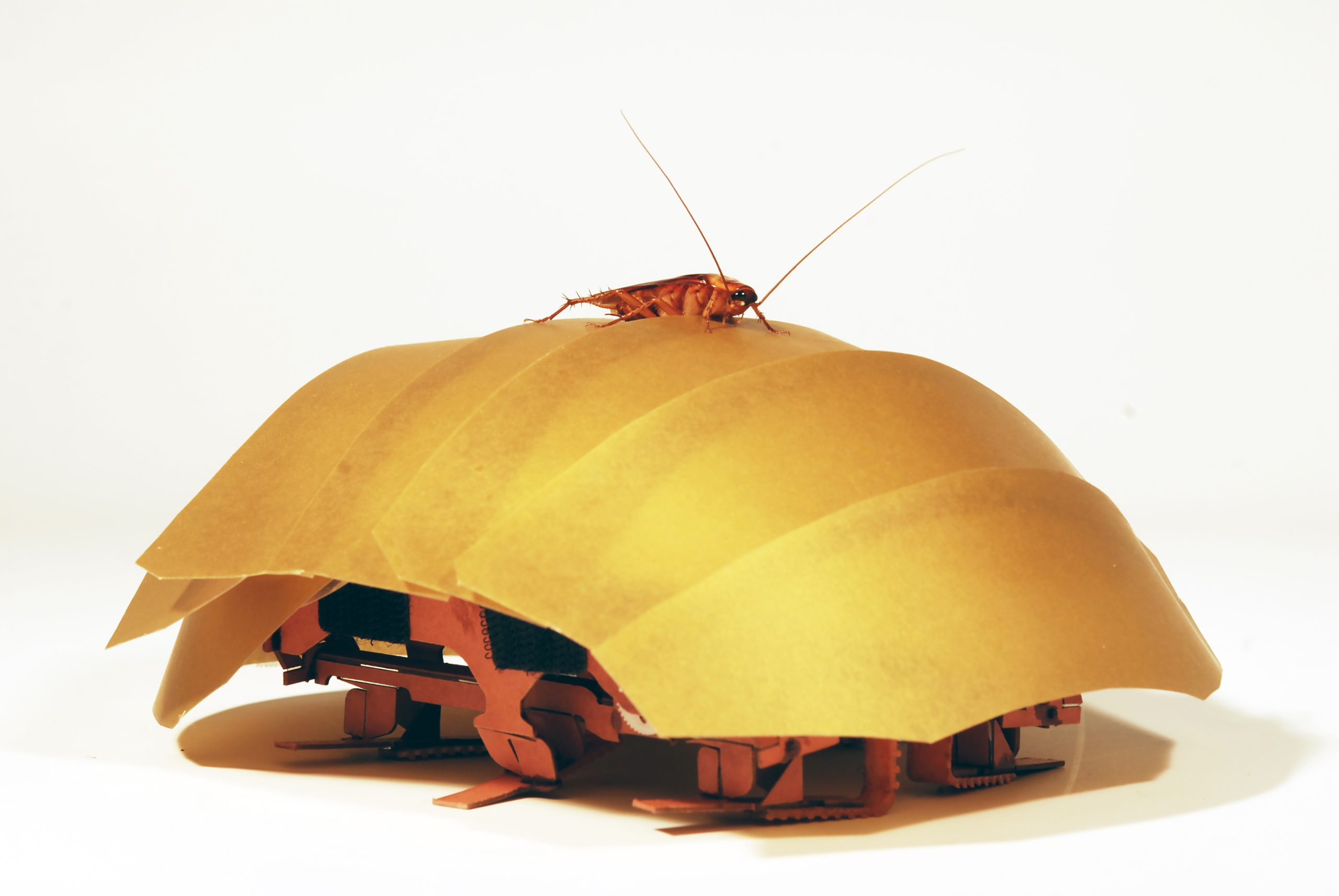 Anda como una cucaracha, se comprime como una cucaracha pero es un robot