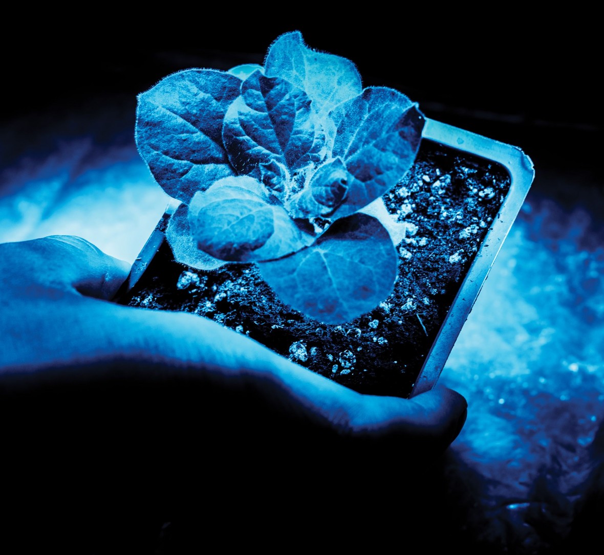 TR10: Ultrafotosíntesis para alimentar al mundo