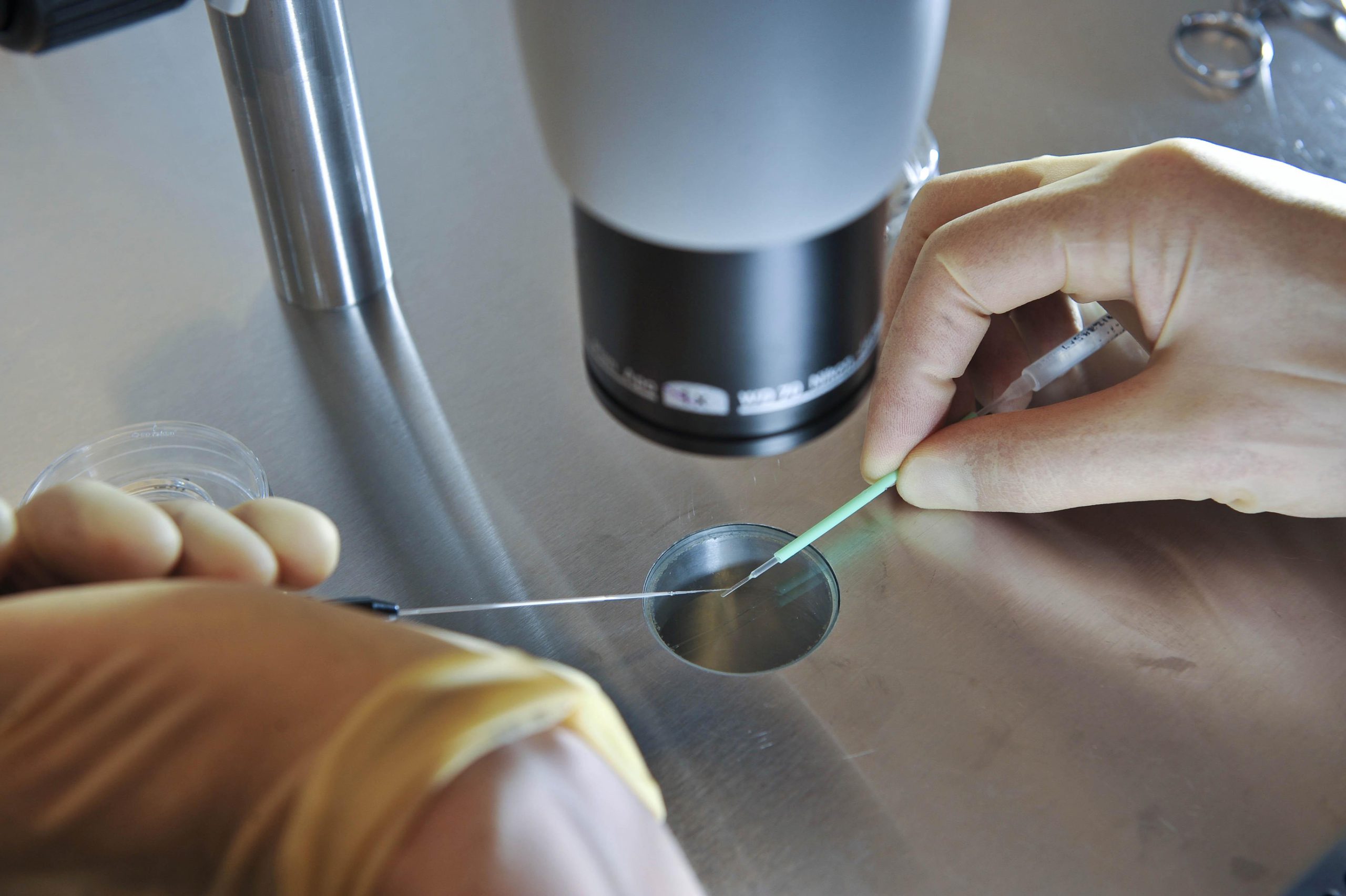 Reino Unido autoriza una investigación que editará el ADN de embriones humanos