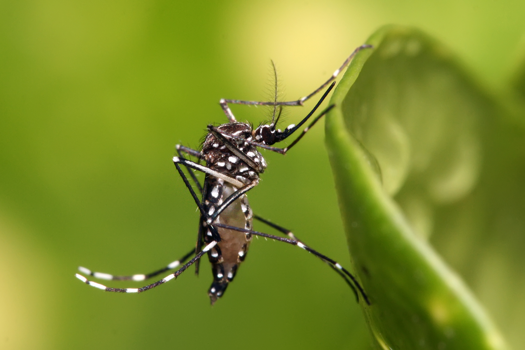 Aprobado el primer ensayo en humanos para una vacuna contra el Zika