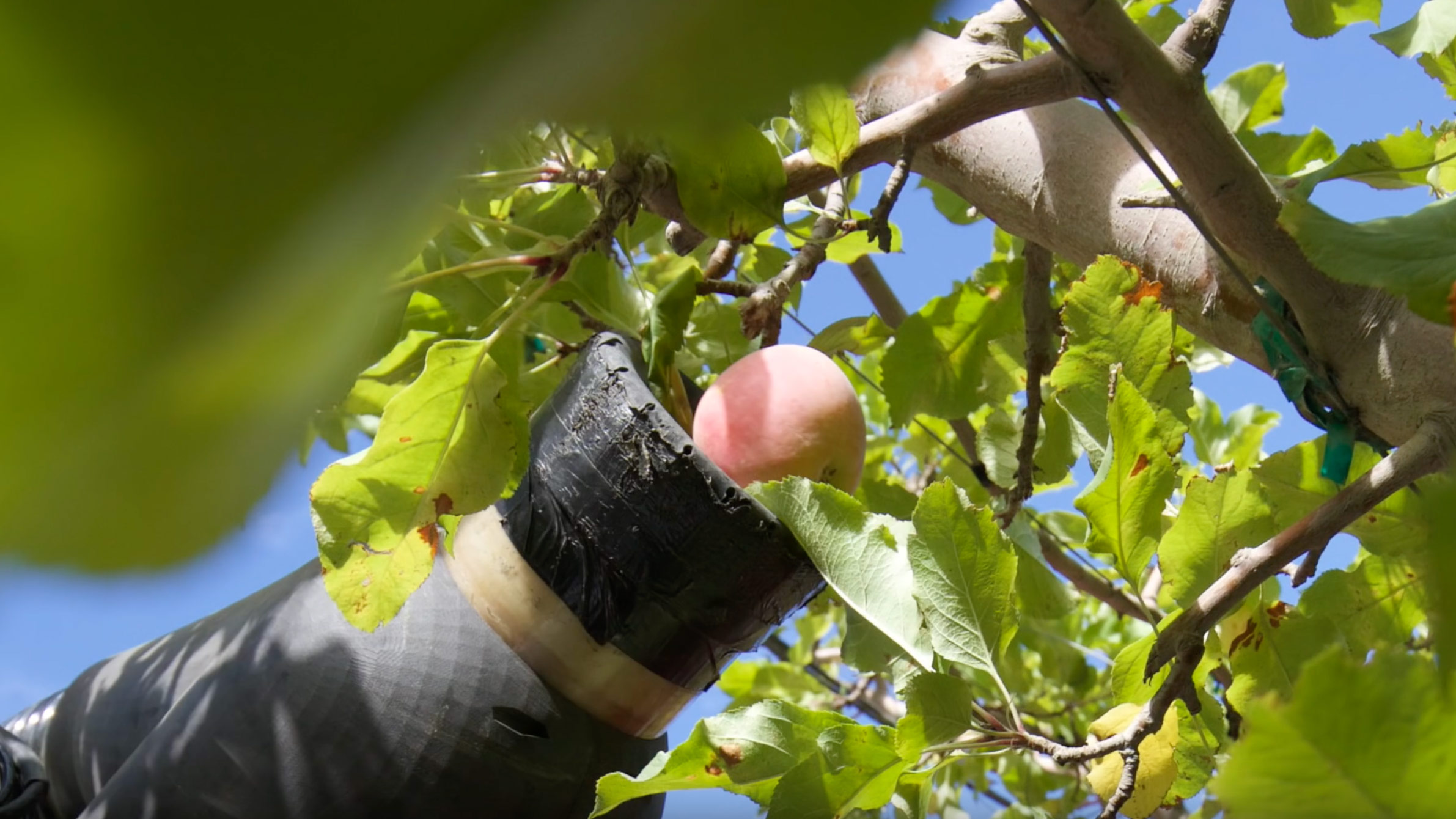 Agricultores del mundo, este robot recoge manzanas al ritmo de decenas de humanos
