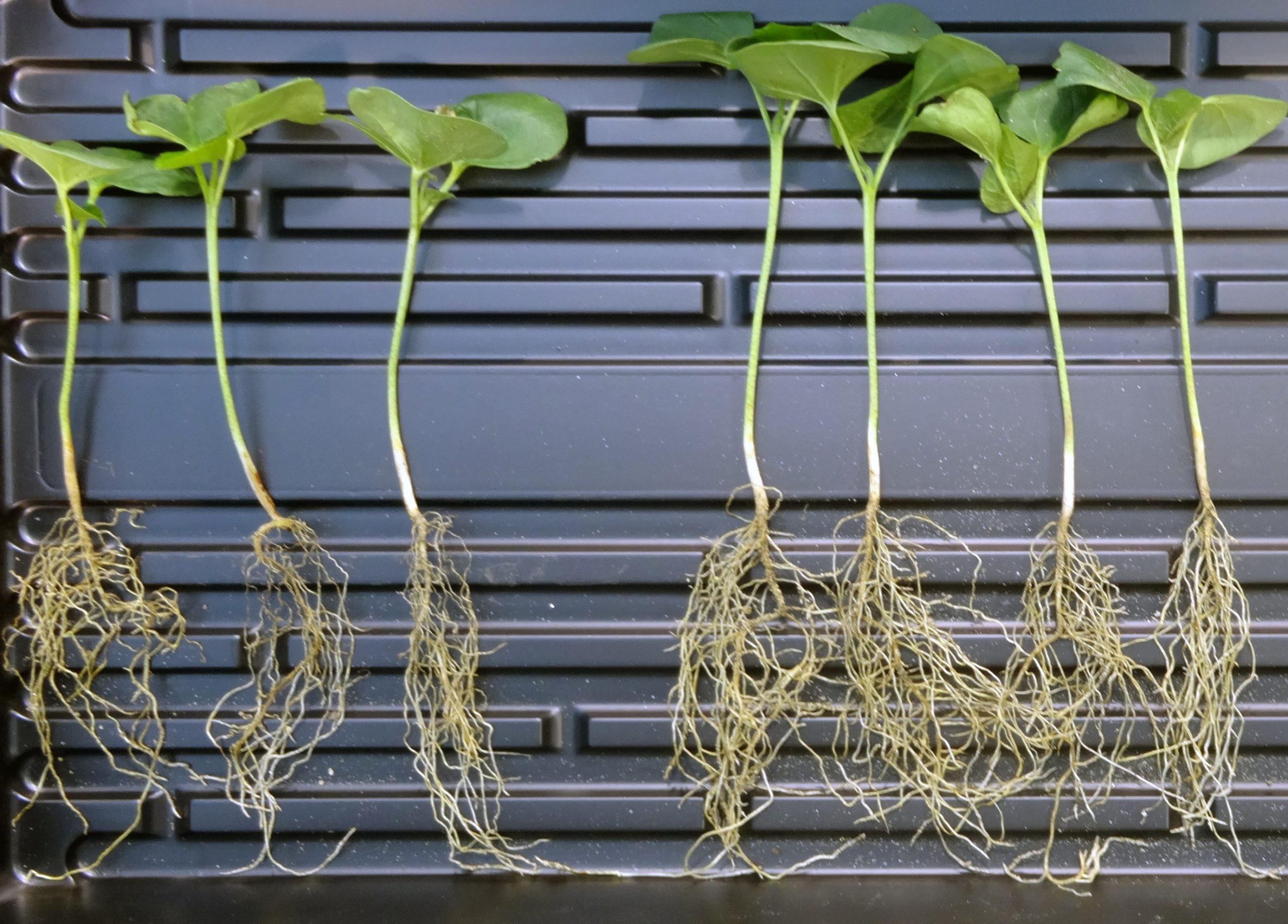 El microbioma vegetal podría aumentar un 10% la producción de los cultivos