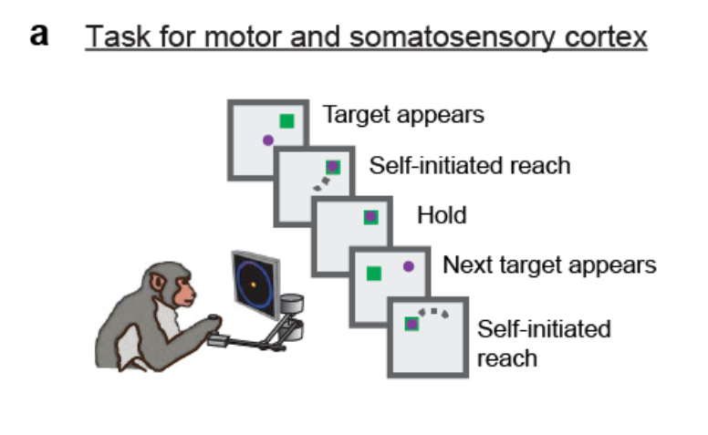 La inteligencia artificial descifra mejor que nadie lo que pasa en el cerebro de un mono