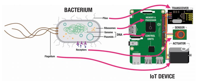 Riesgos y beneficios de un IoT biológico basado en bacterias