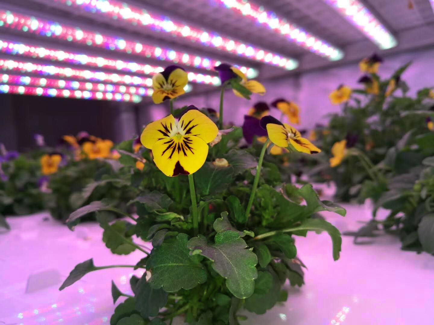 La gran apuesta de Singapur por la agricultura urbana vertical
