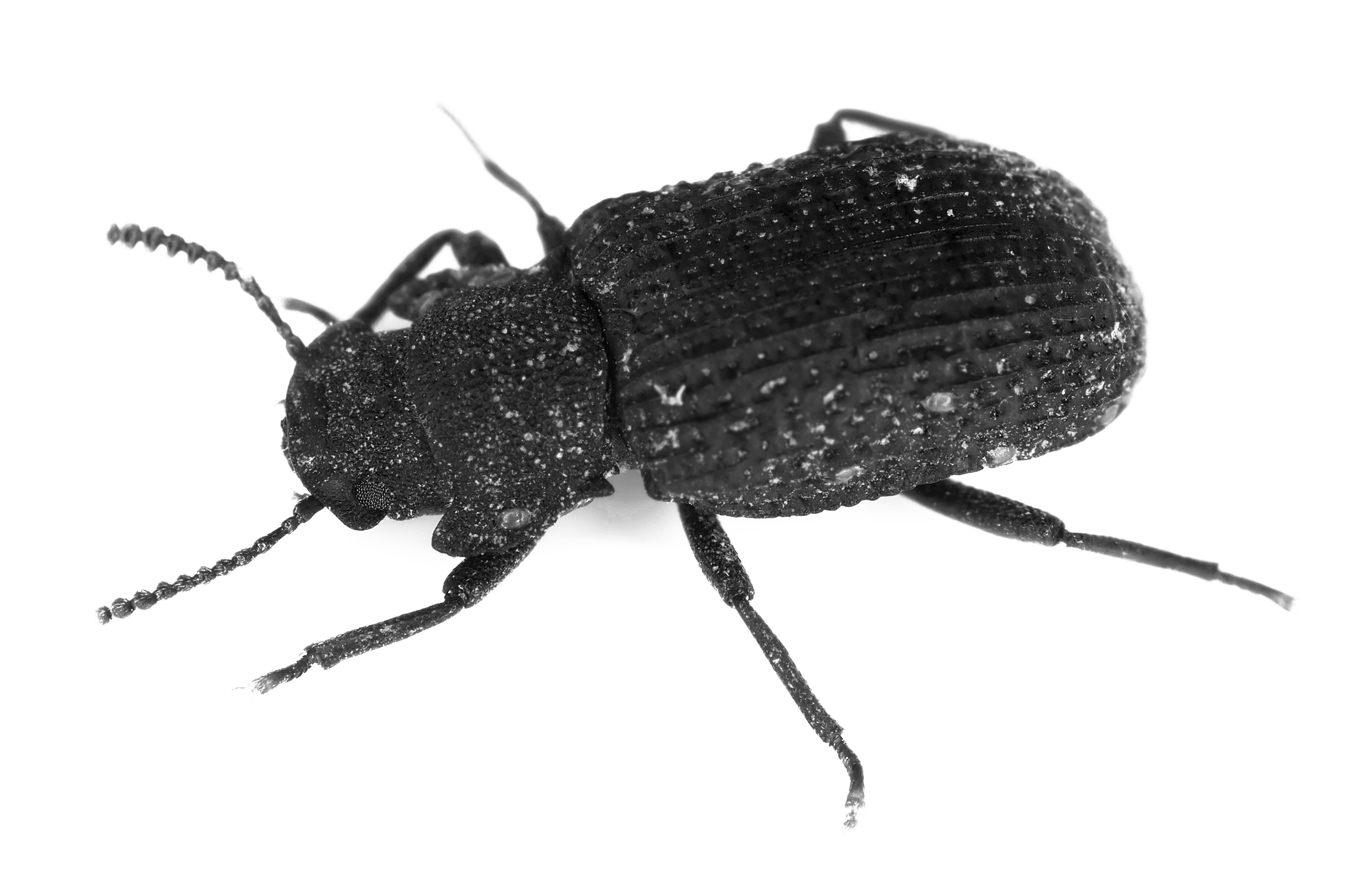 Monitorizar insectos desde el espacio para salvar el planeta