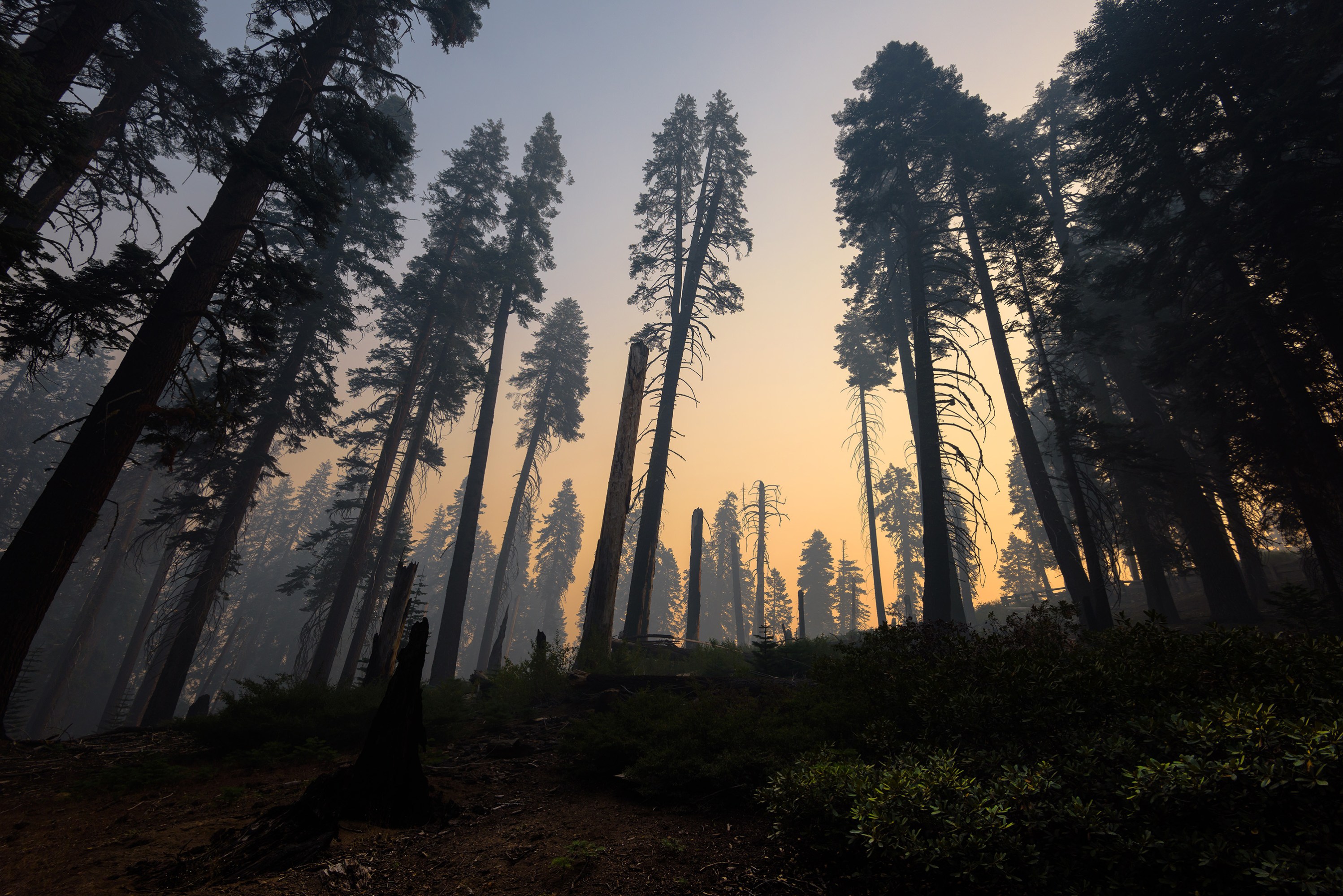 Los incendios han destrozado las emisiones ahorradas en la pandemia