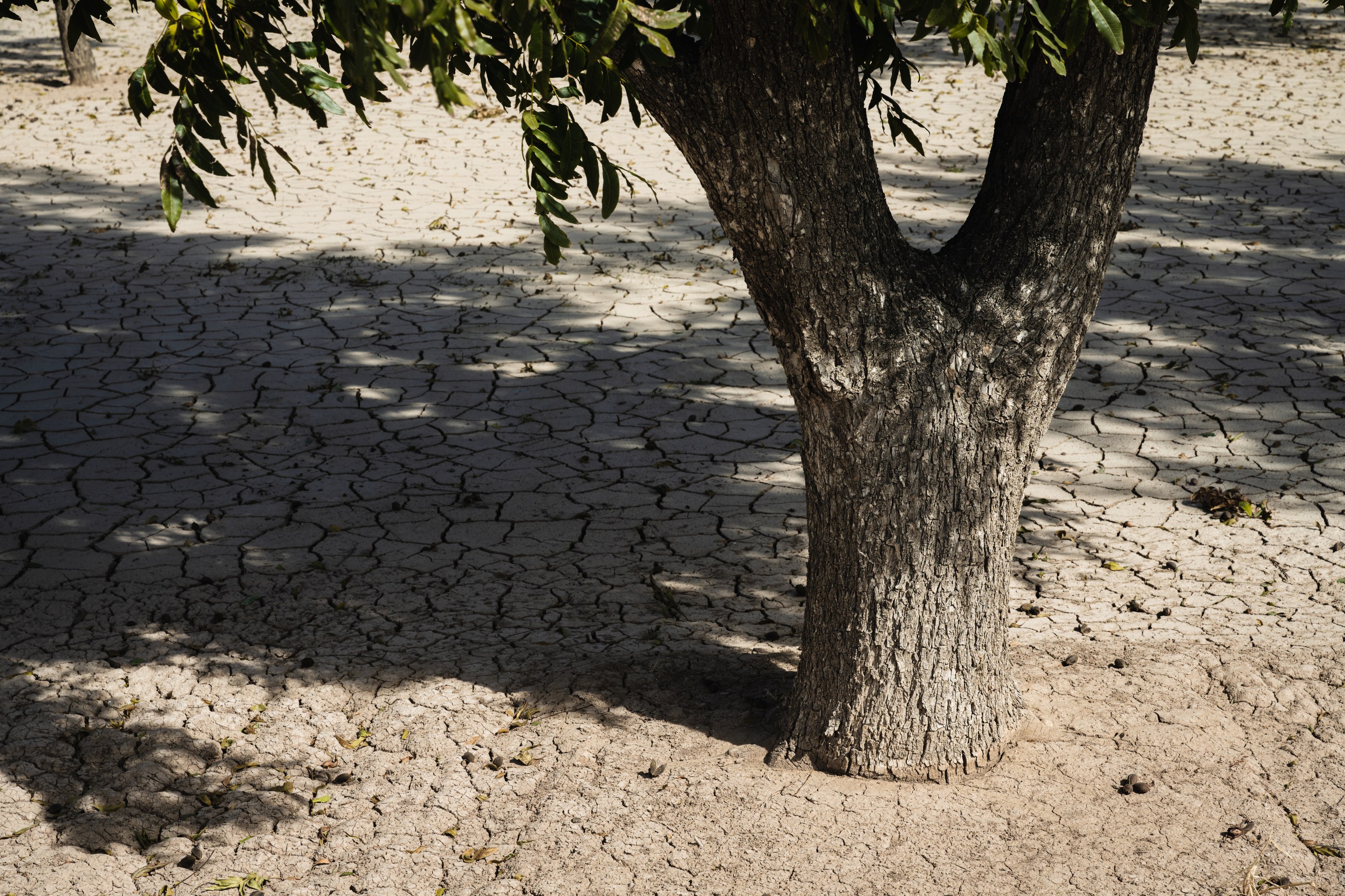 El Paso, 'la urbe a prueba de sequías', lucha contra el cambio climático