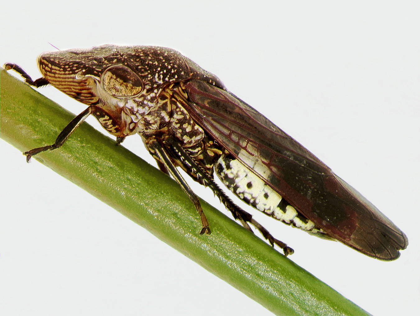 Insectos modificados con CRISPR para salvar a los cultivos de las plagas