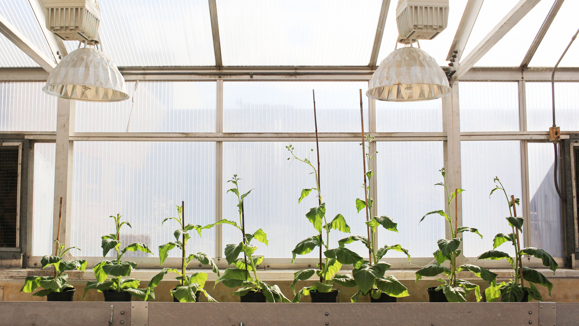 Esta planta ha crecido un 40 % más gracias a sus nuevos genes