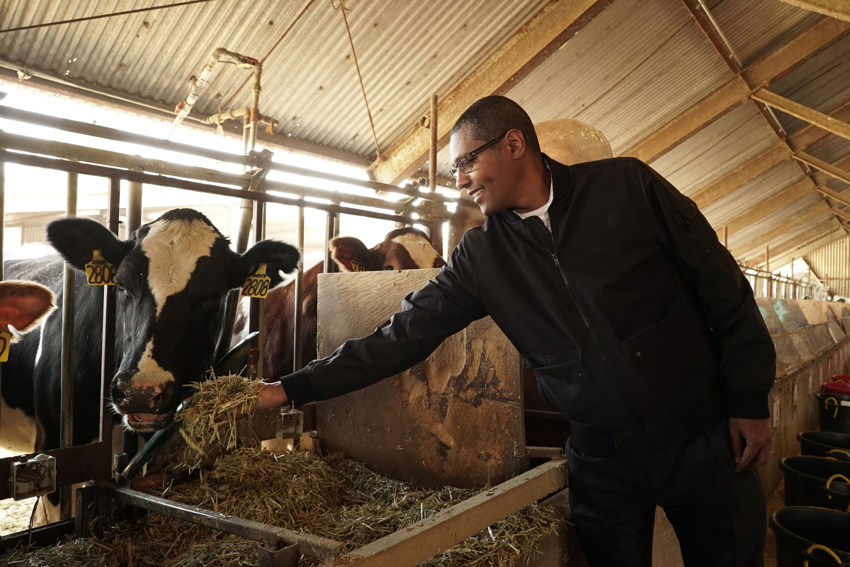 Cómo reducir las emisiones de metano de las vacas con algas