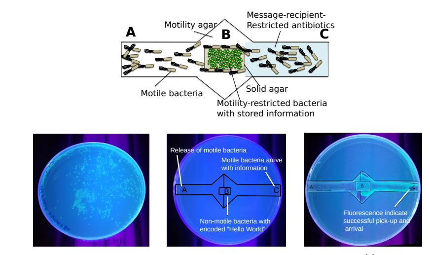 Este prototipo de almacén de datos de ADN también permite recuperarlos