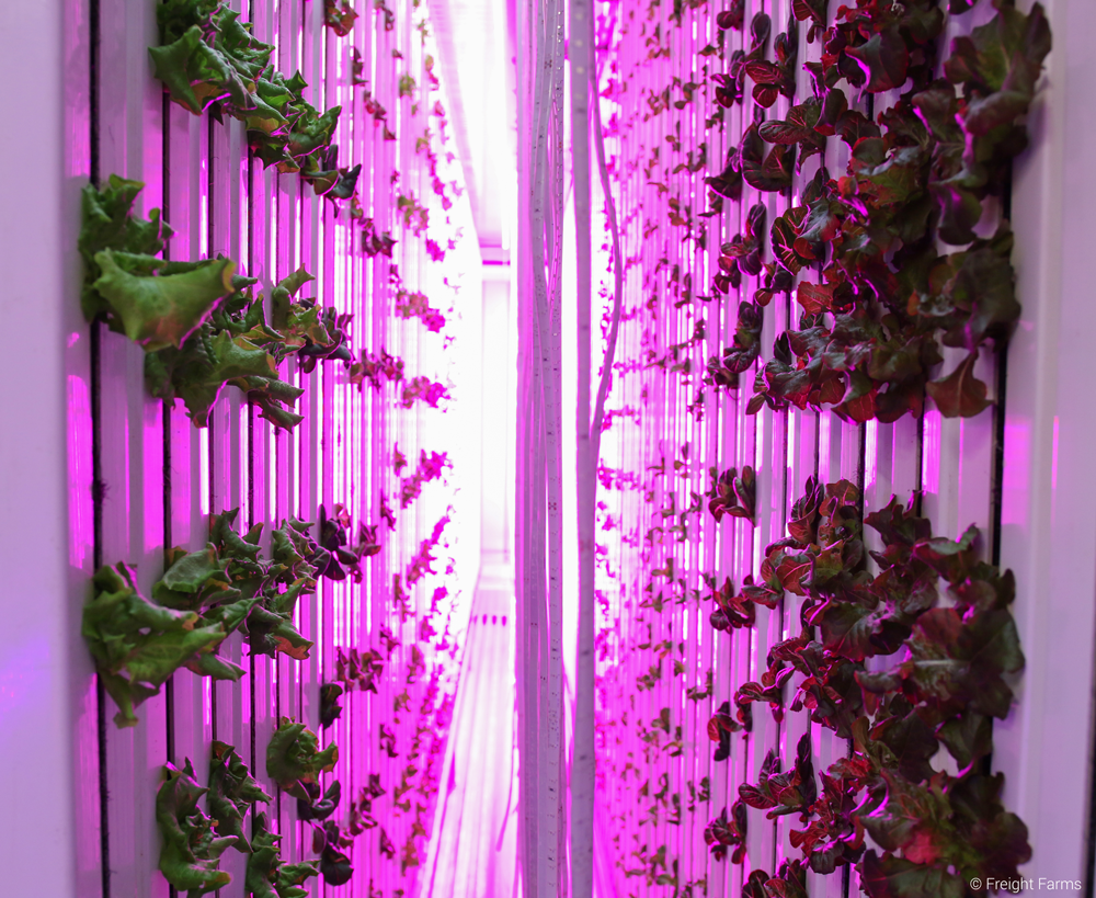 Cómo cultivar cuatro toneladas de verduras al año en plena ciudad