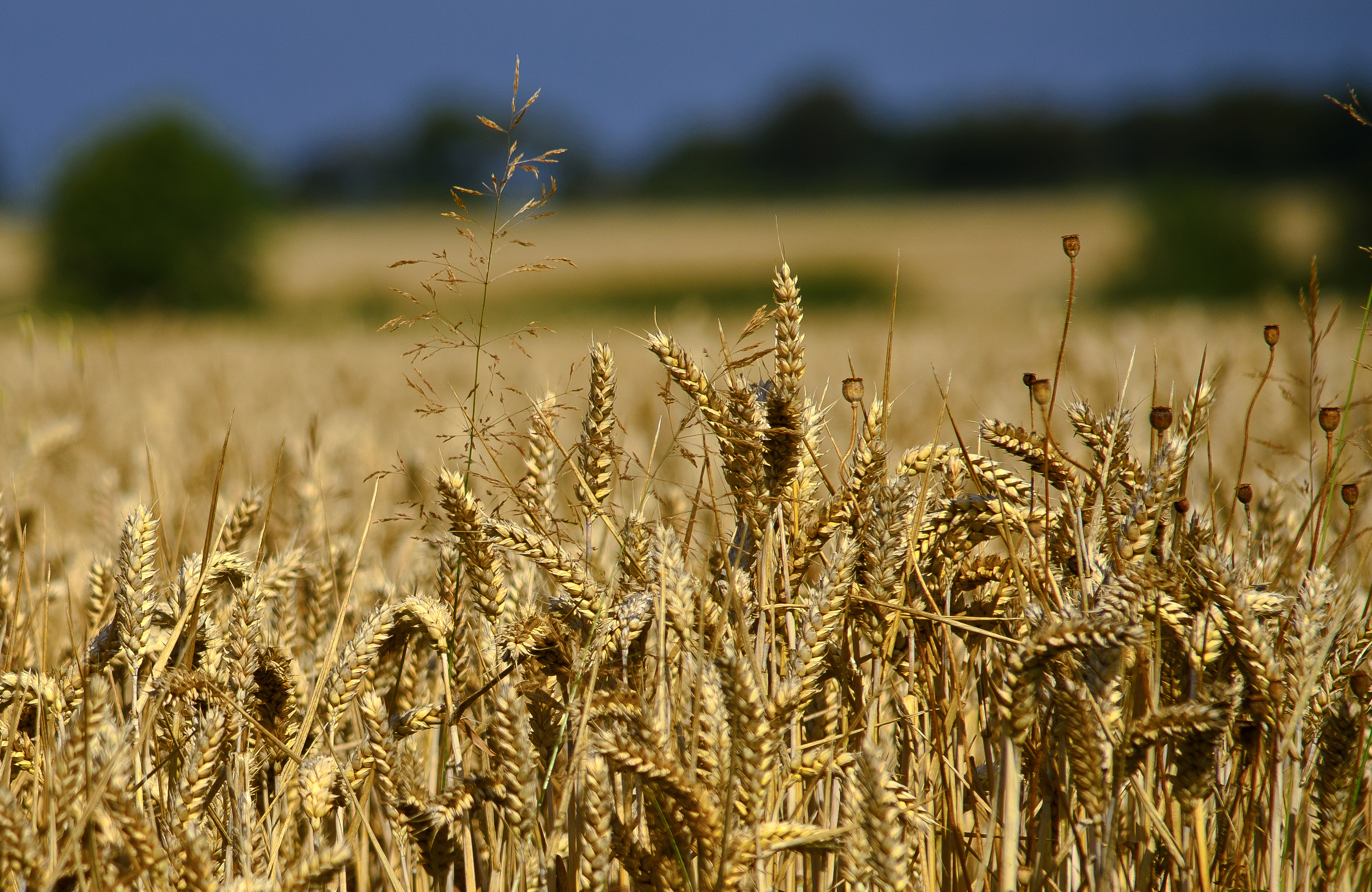 El 'proyecto loco' de Alphabet para revolucionar la agricultura con IA